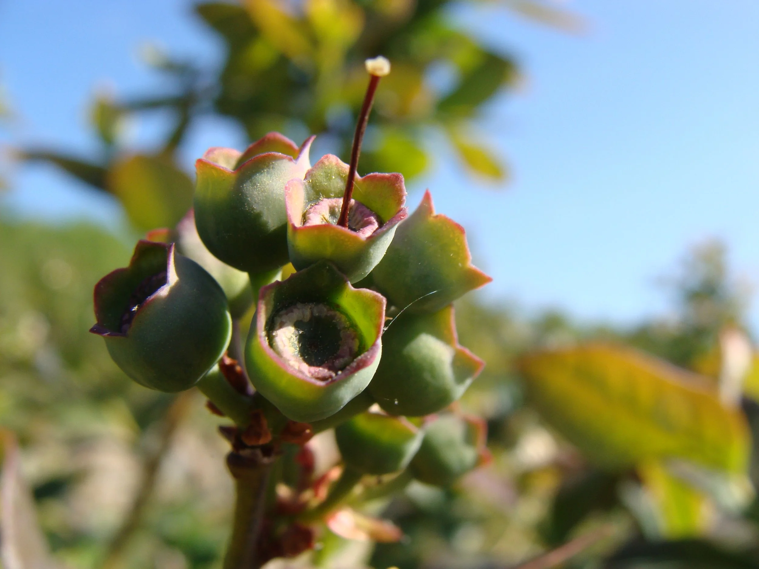 Close-up of ripening blueberries growing on a bush with blurred leaves and blue sky in the background.