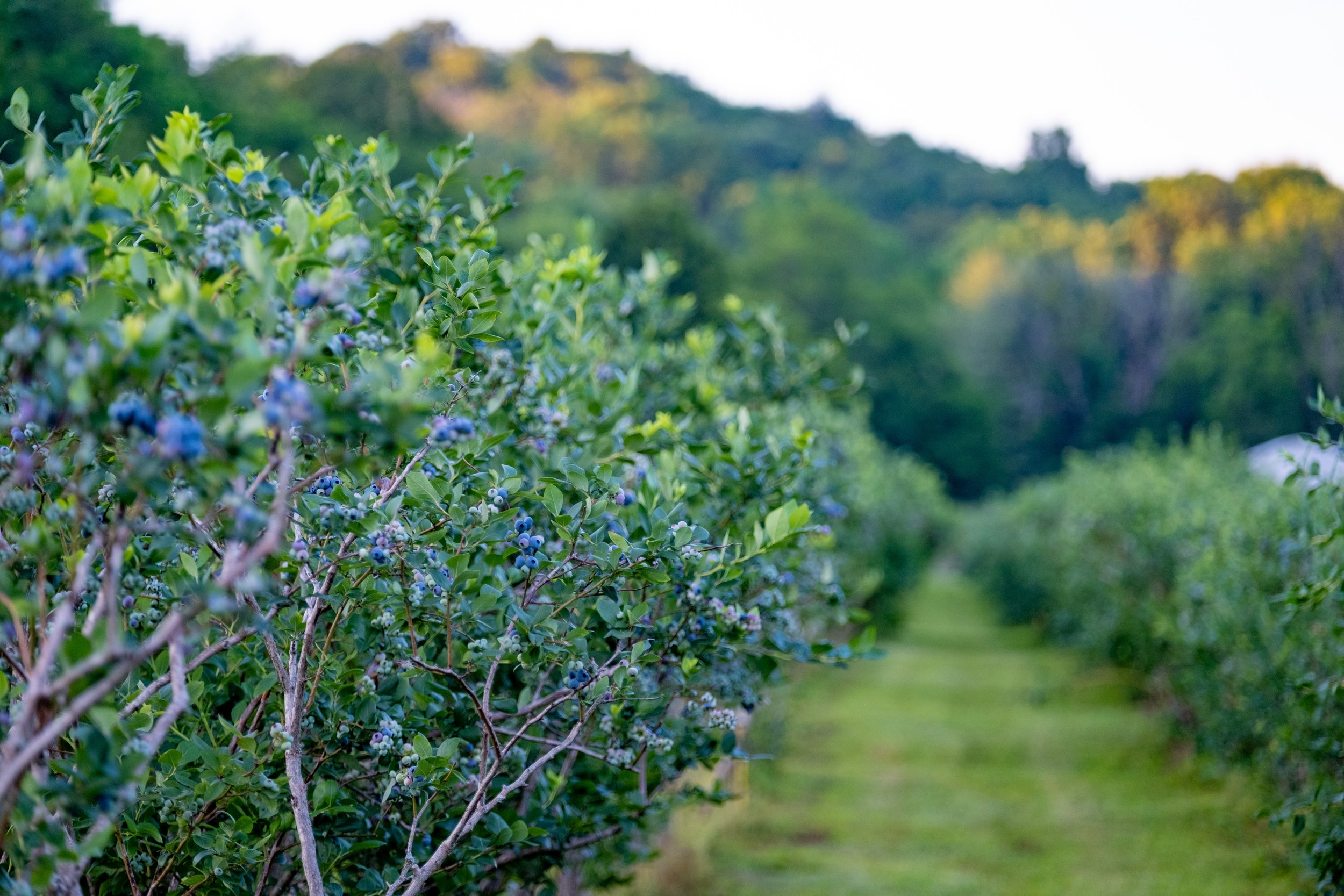 Blueberry bushes in an orchard, with green leaves and clusters of ripe blueberries, set along a grassy path with trees in the background.