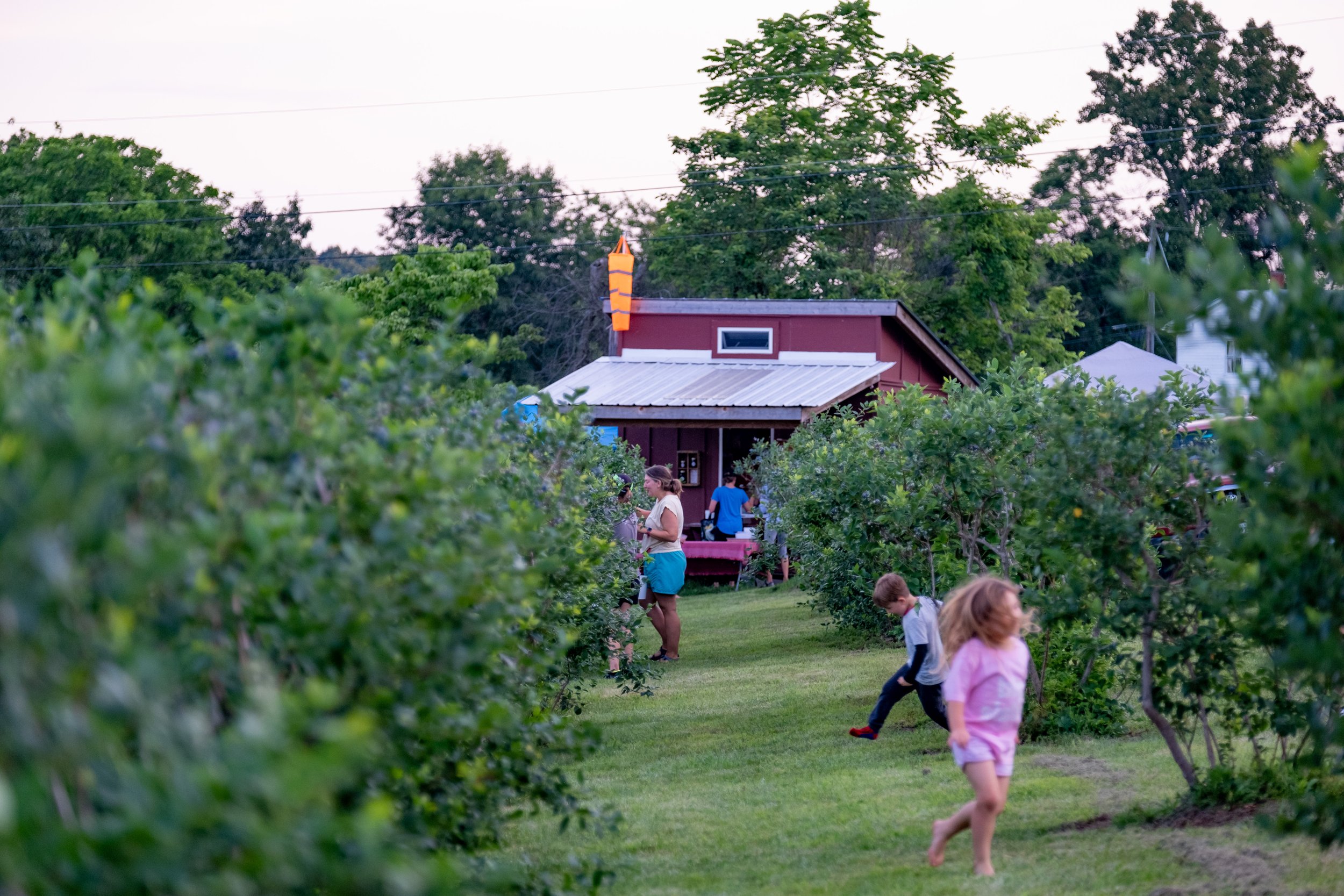 Children playing in an orchard with a red farm building in the background during daytime.