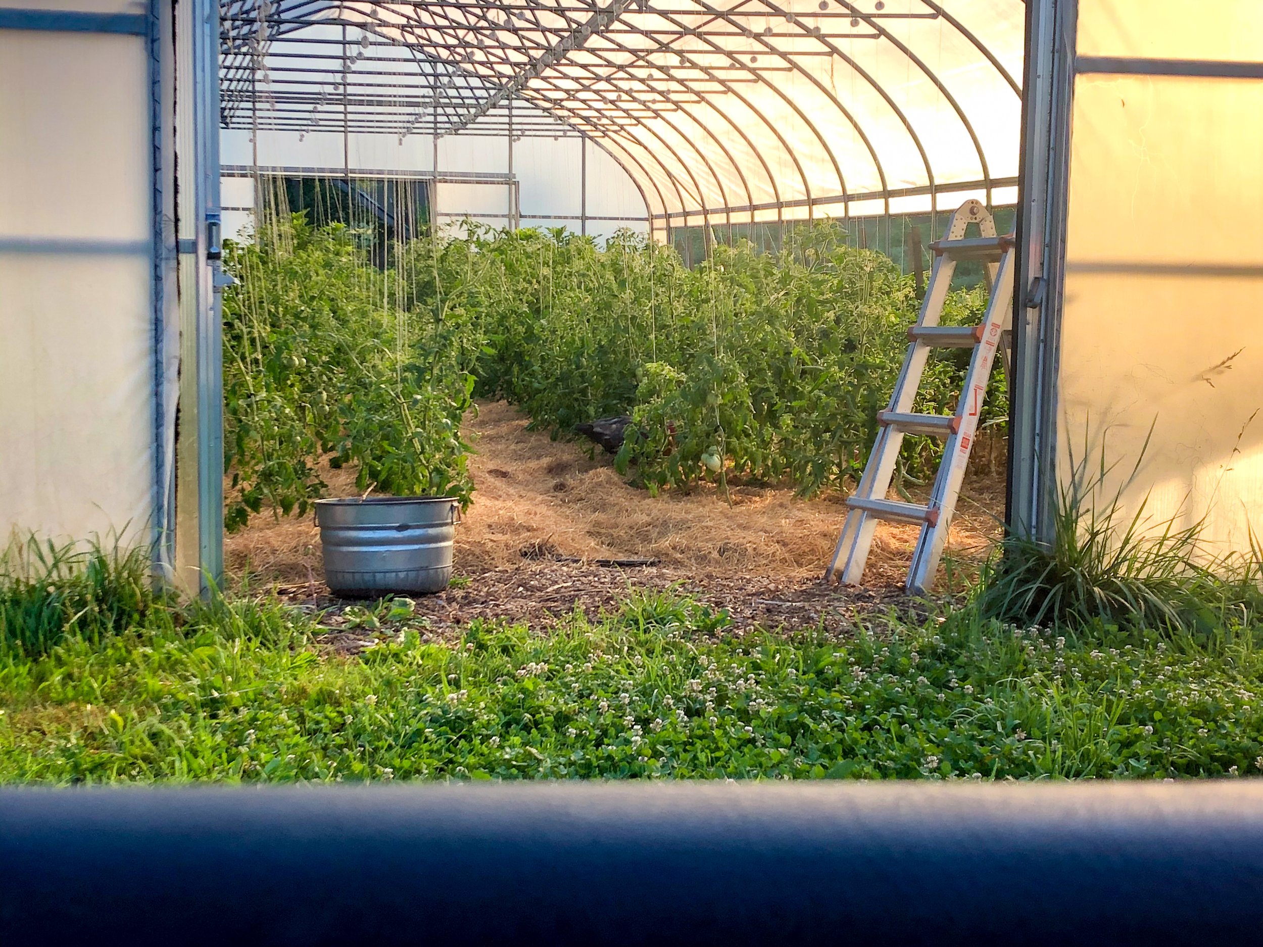 Inside a greenhouse with rows of tomato plants supported by stakes, a silver metal bucket on the left, a wooden stepladder on the right, and a clear covering letting sunlight in.