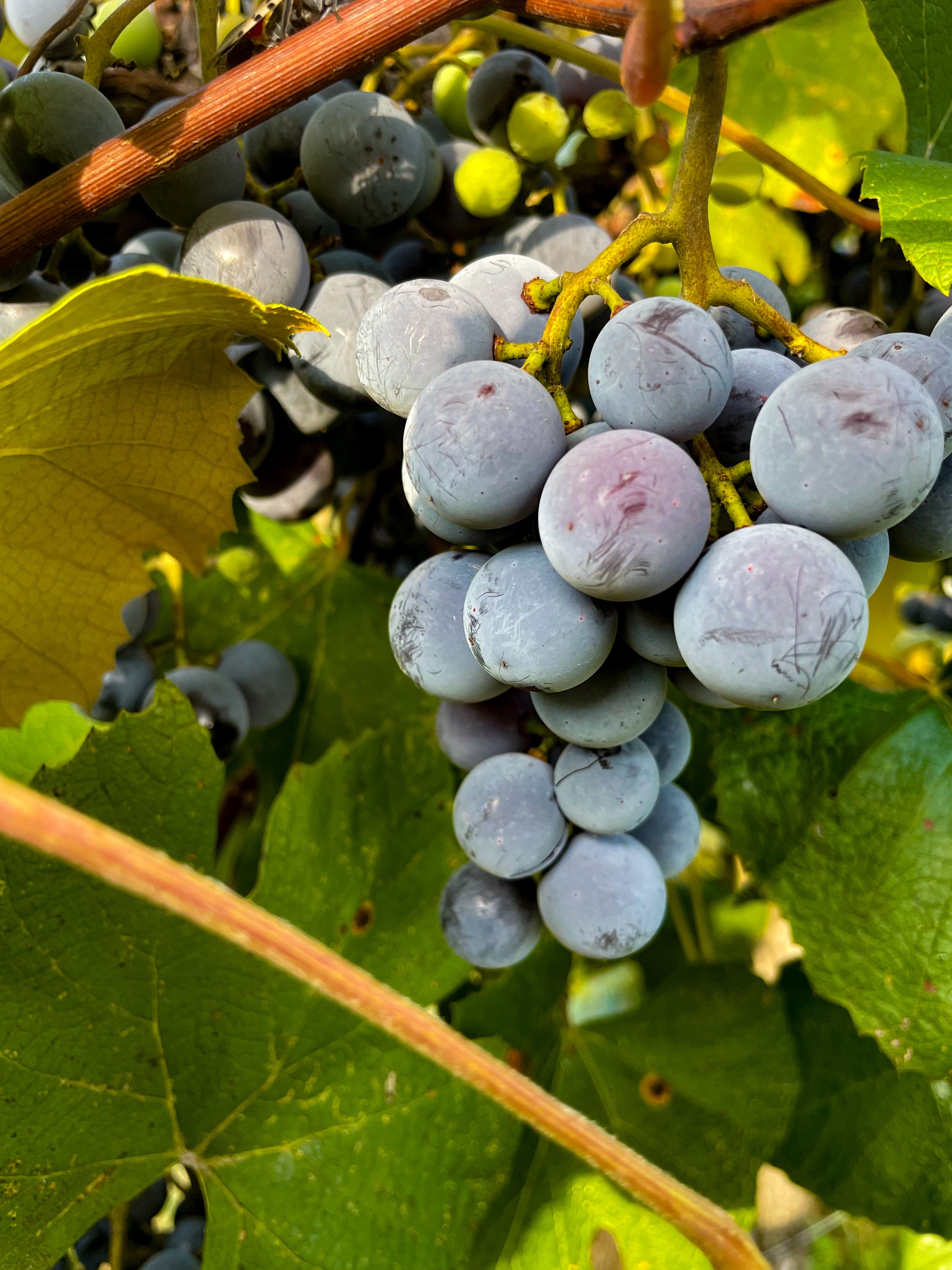 A close-up of purple grapes on a vine.