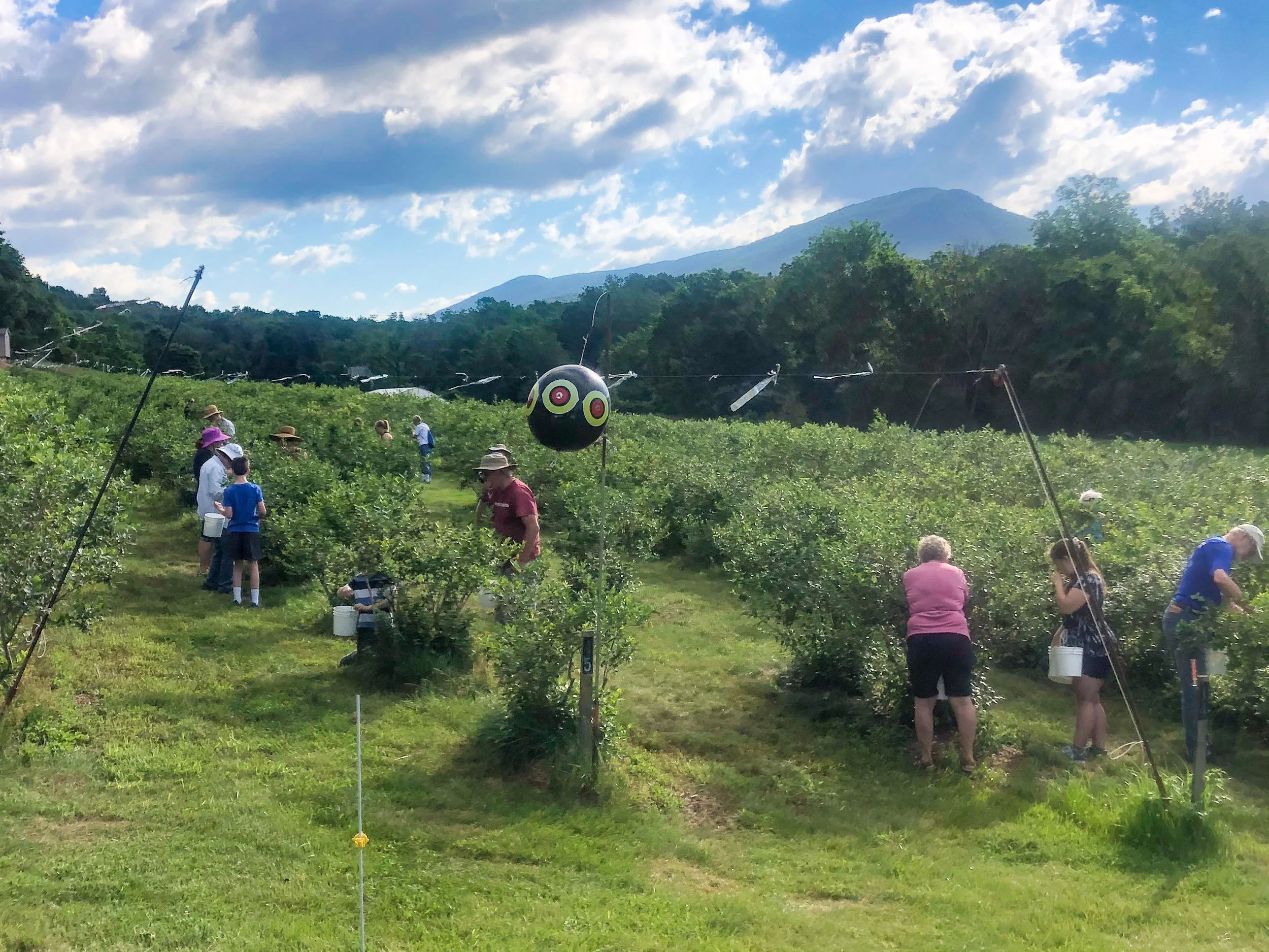 People picking blueberries at an orchard with mountains in the background on a sunny day.