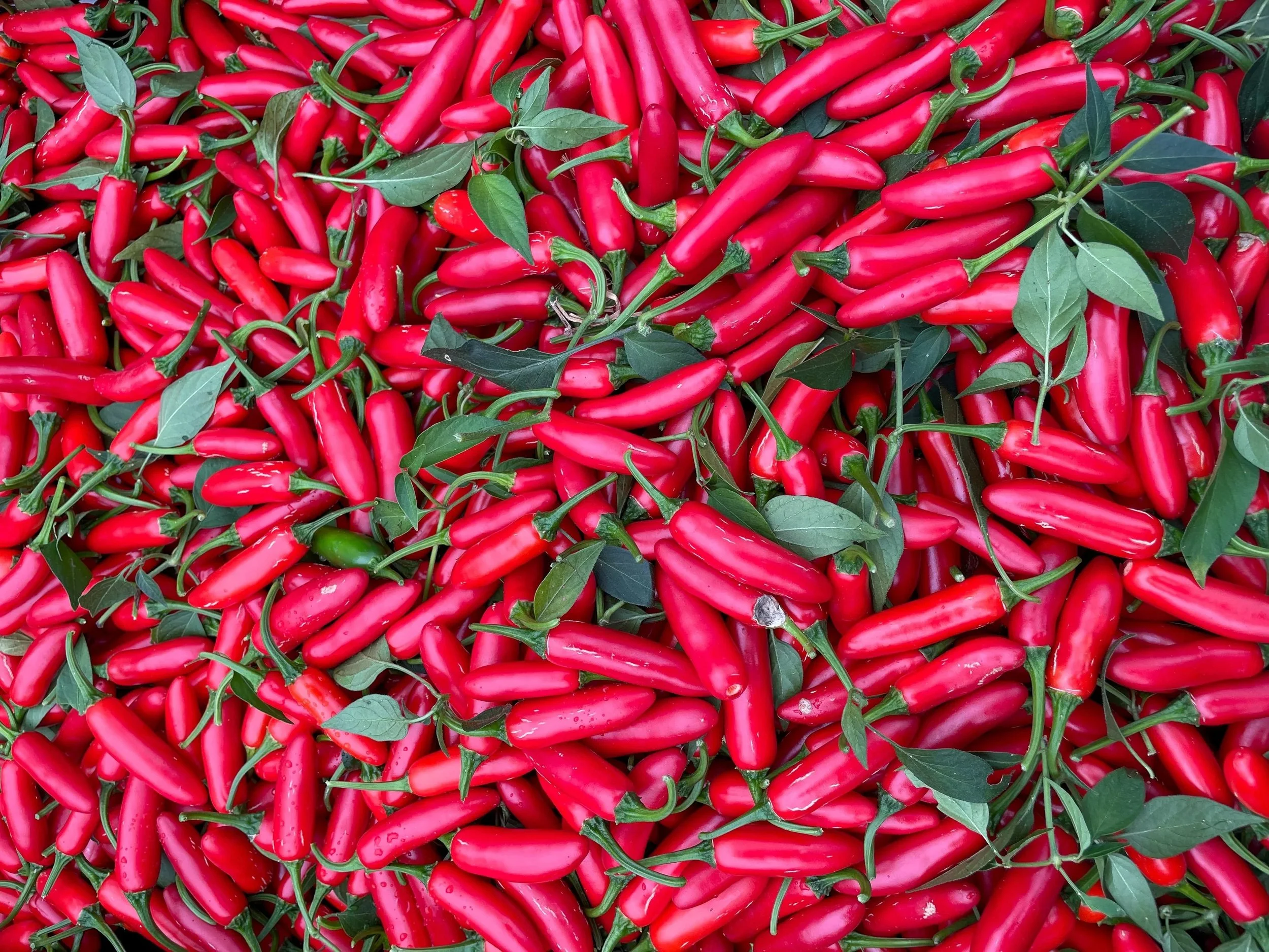 A pile of red chiles.