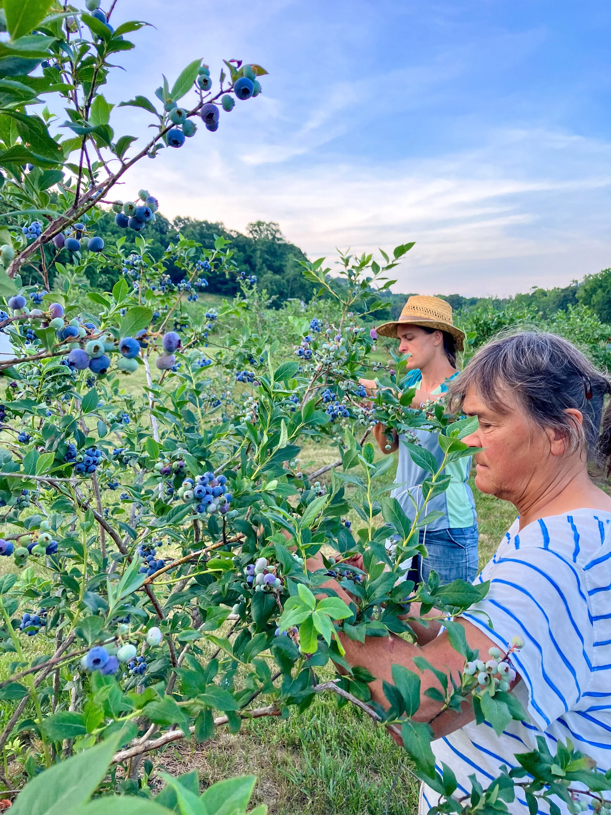 Two women harvesting blueberries on a farm with lush greenery and blue sky in the background.