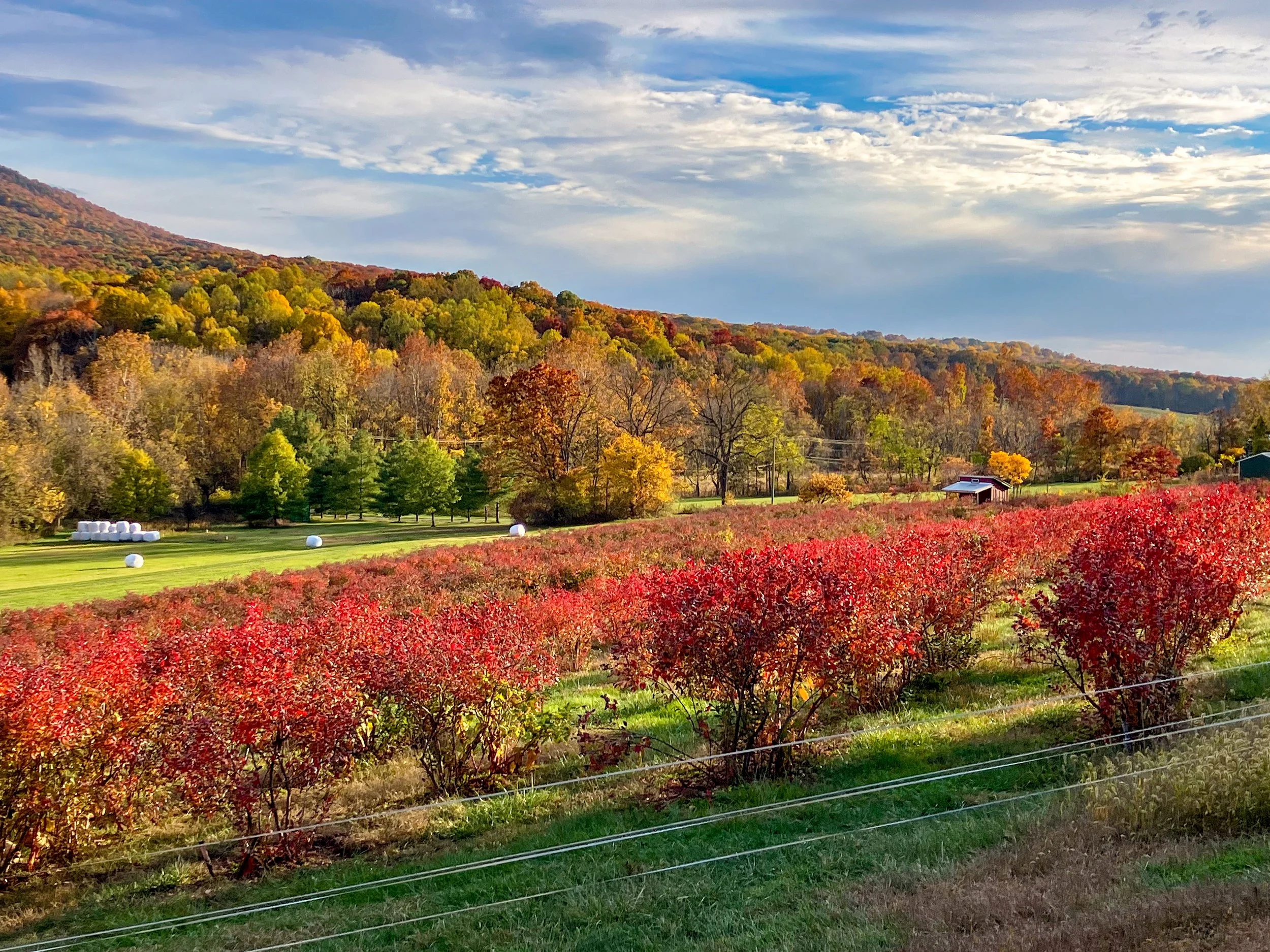 A scenic autumn landscape with rows of vibrant red bushes in the foreground, and a green meadow and hills with fall foliage in the background.
