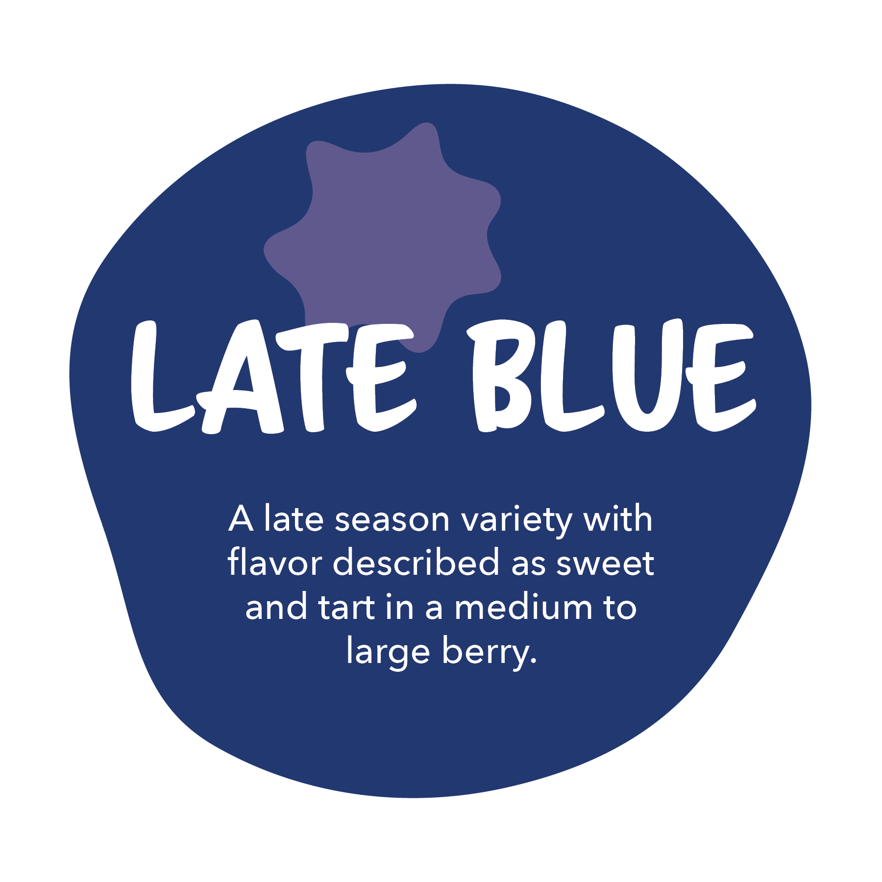 Late Blue - A late season variety with flavor described as sweet and tart in a medium to large berry.