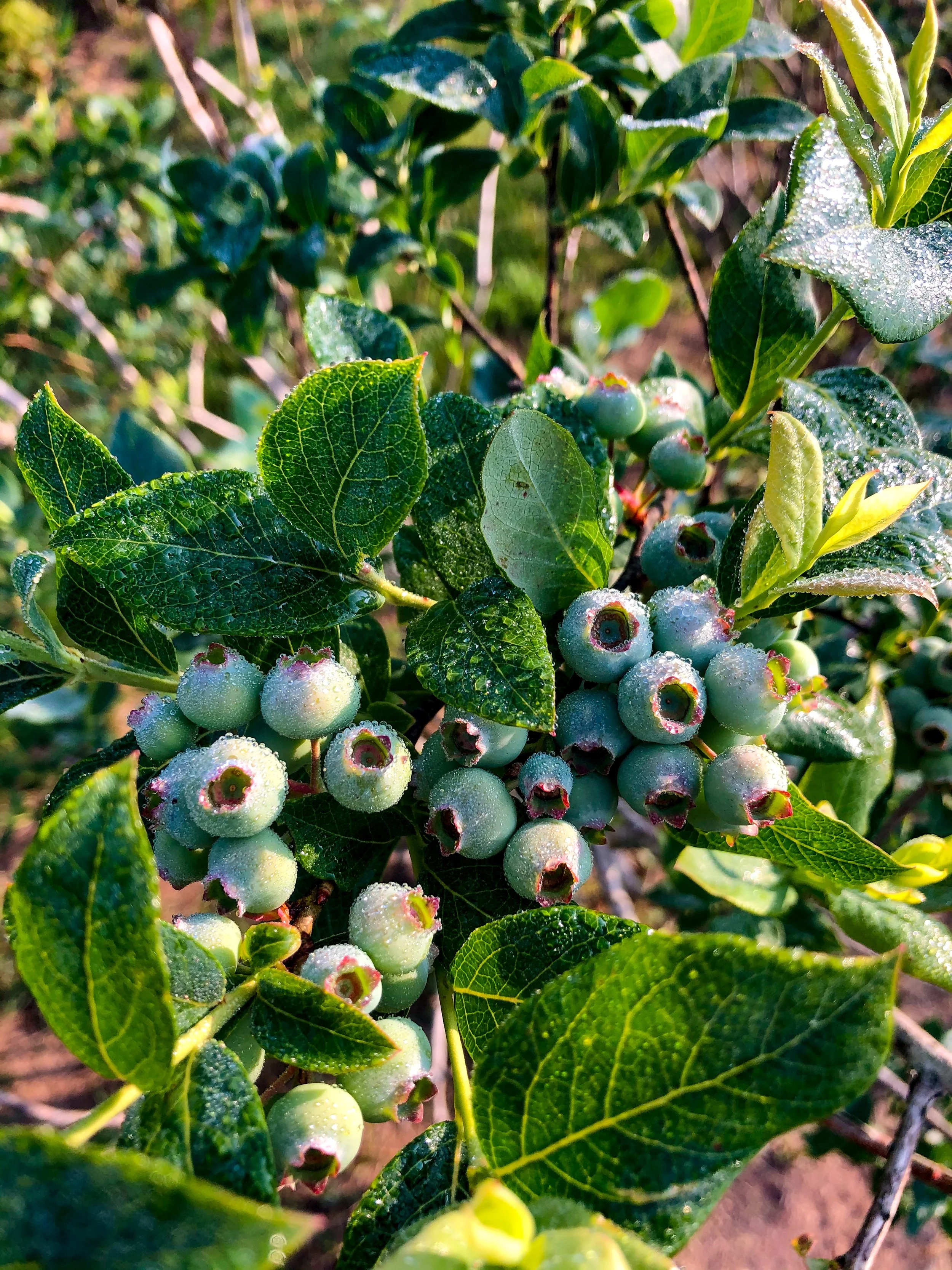 Close-up of a blueberry bush with clusters of unripe green blueberries and dew-covered green leaves.