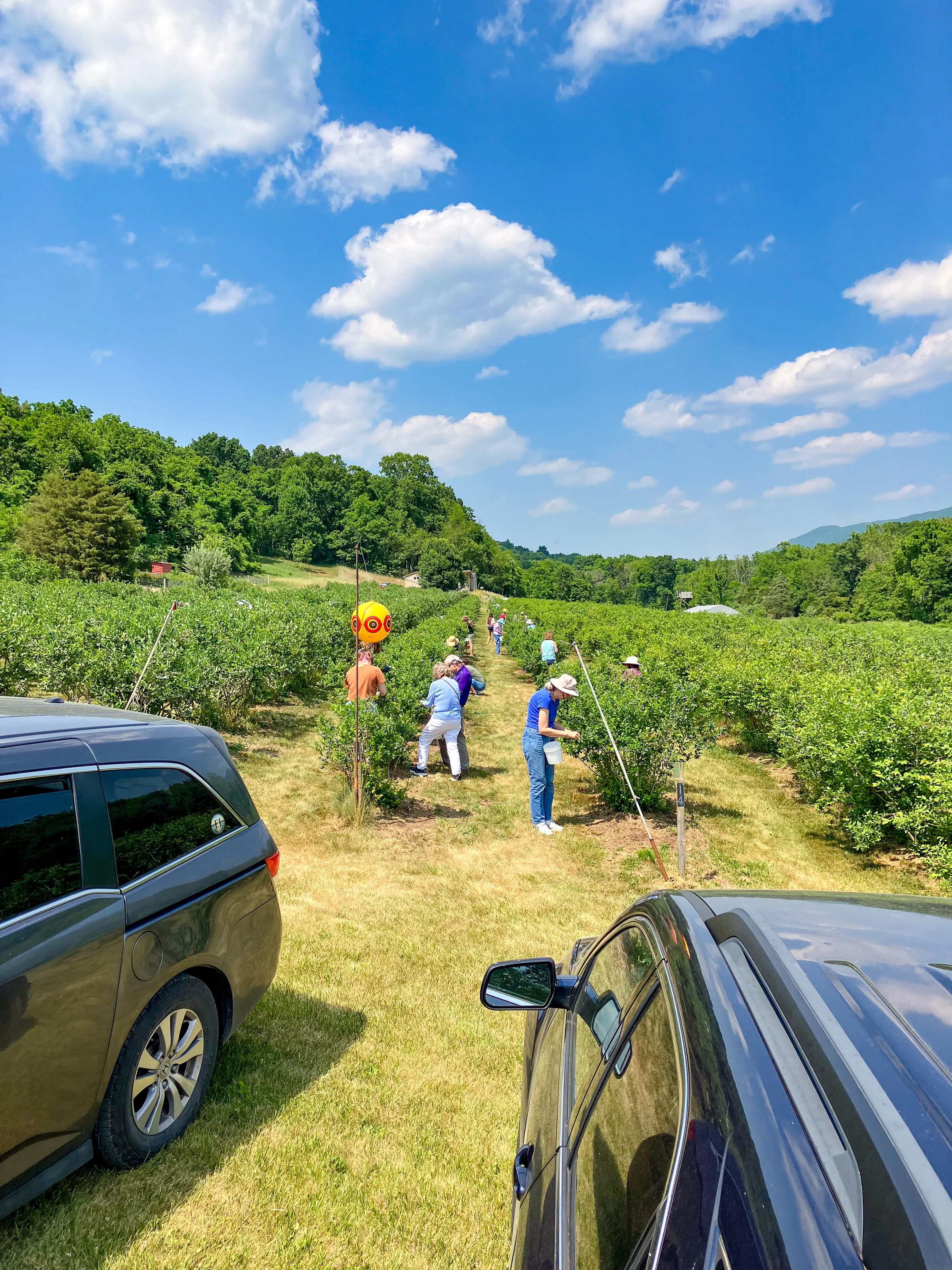 People picking blueberries at an orchard on a sunny day with a partly cloudy sky and greenery surrounding them.