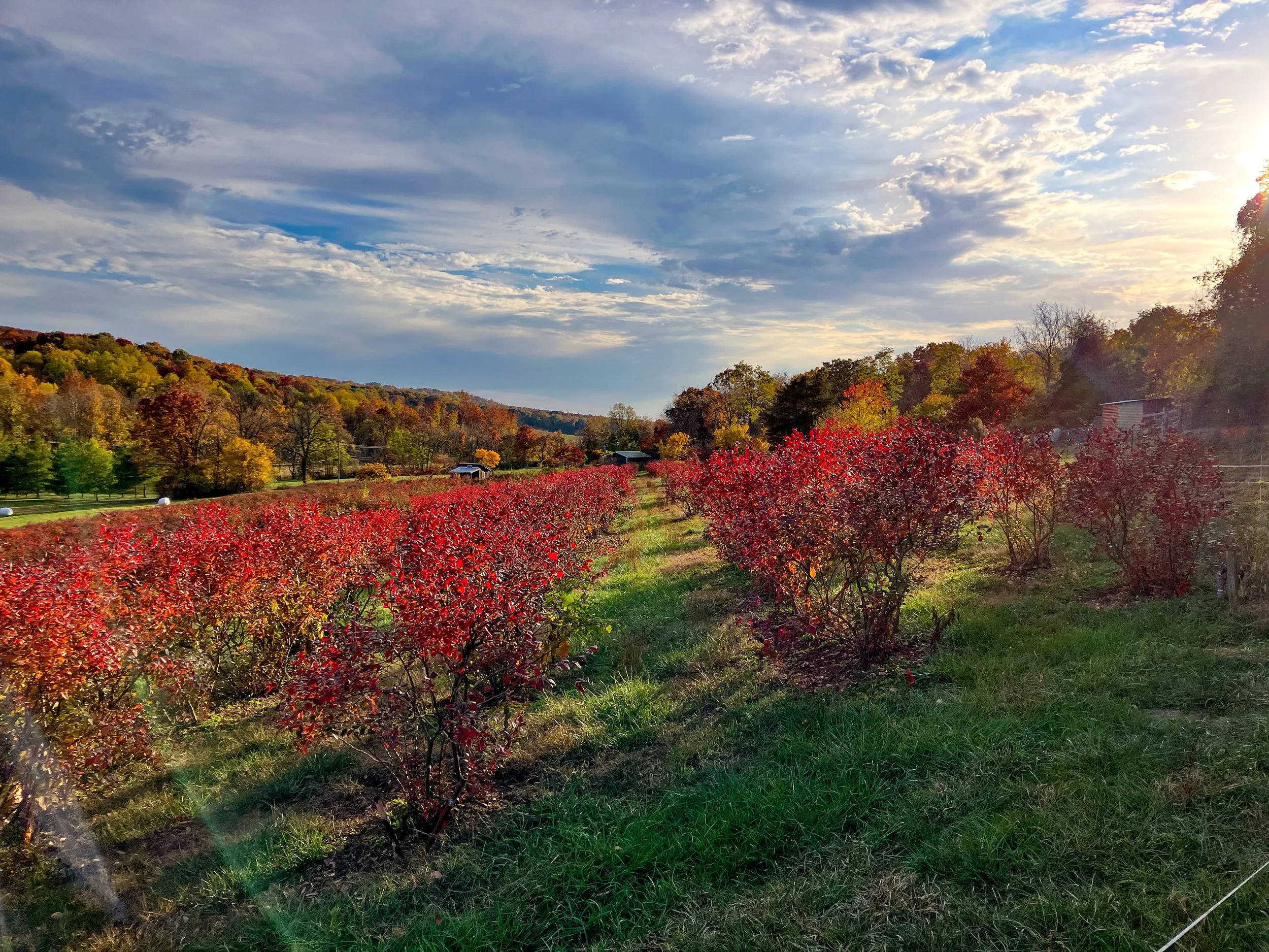 A scenic autumn landscape with rows of vibrant red bushes in the foreground, and a green meadow and hills with fall foliage in the background.