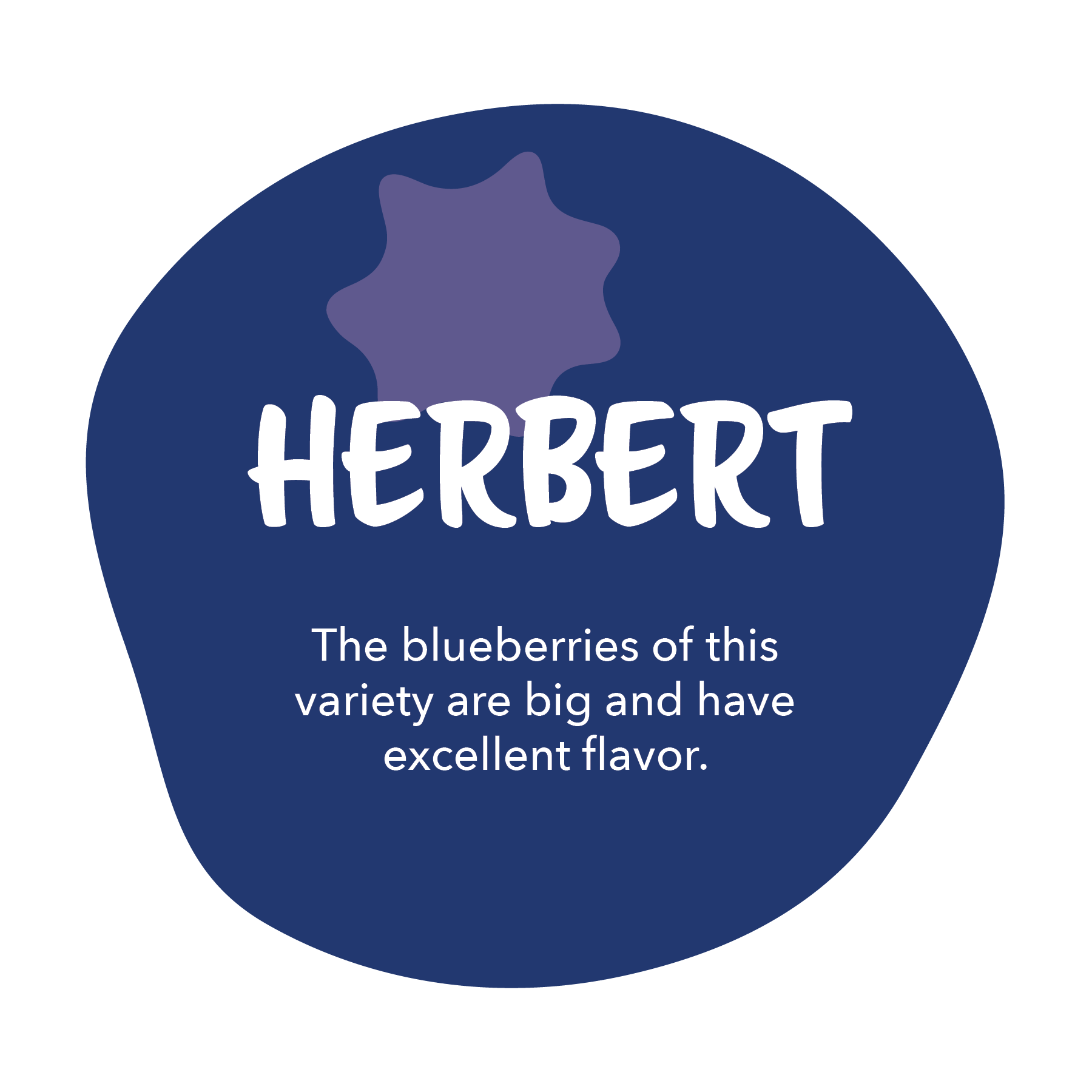 Herbert - The blueberries of this variety are big and have excellent flavor.