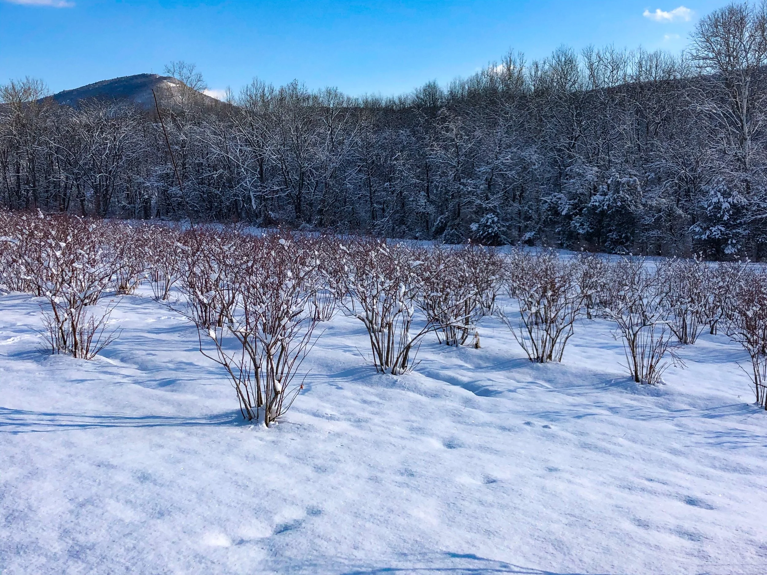 Snow-covered field with dormant blueberry bushes in the foreground, a line of snow-covered trees in the background, and a mountain under a clear blue sky.