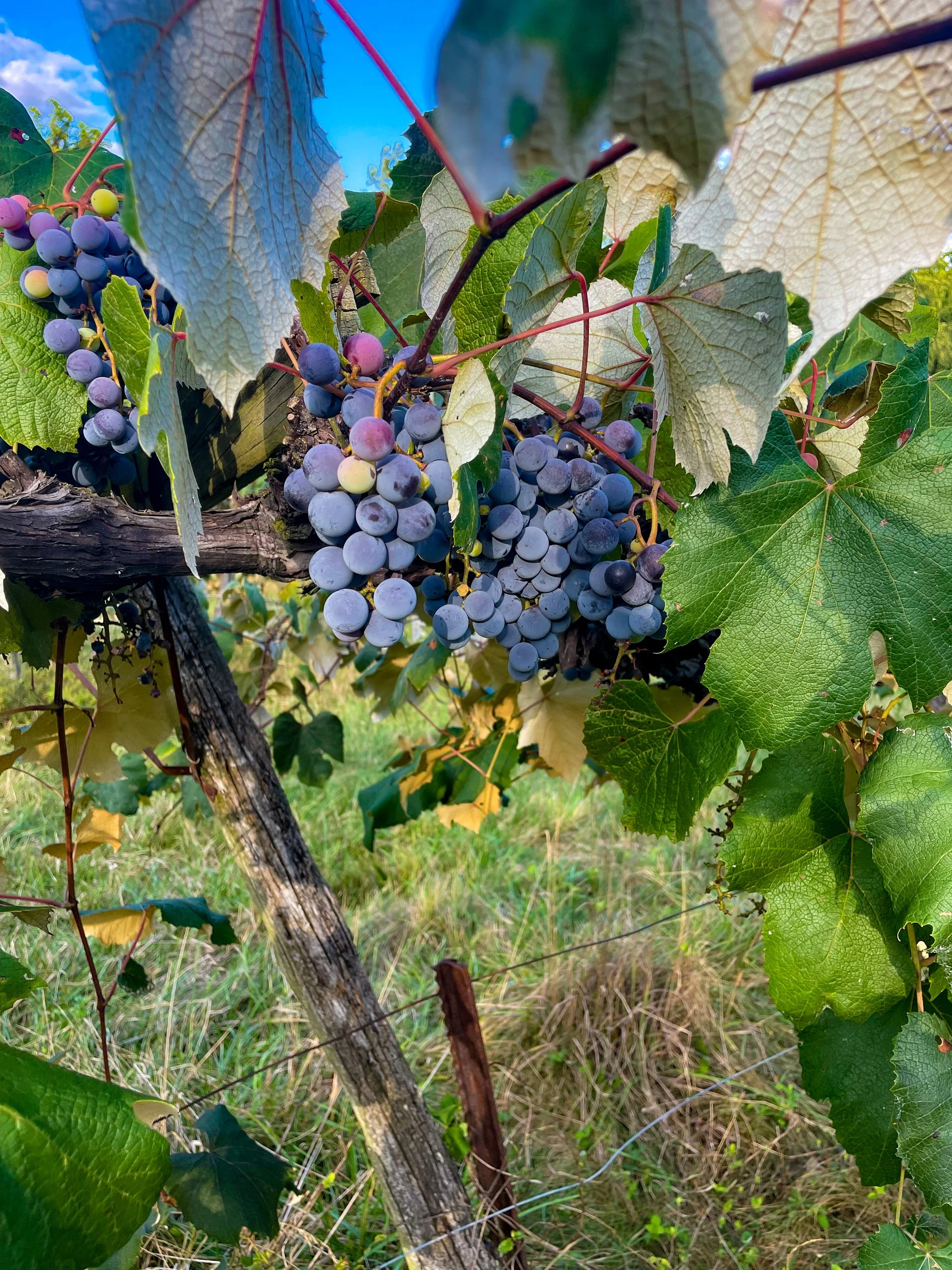 Purple grapes growing on a vine.