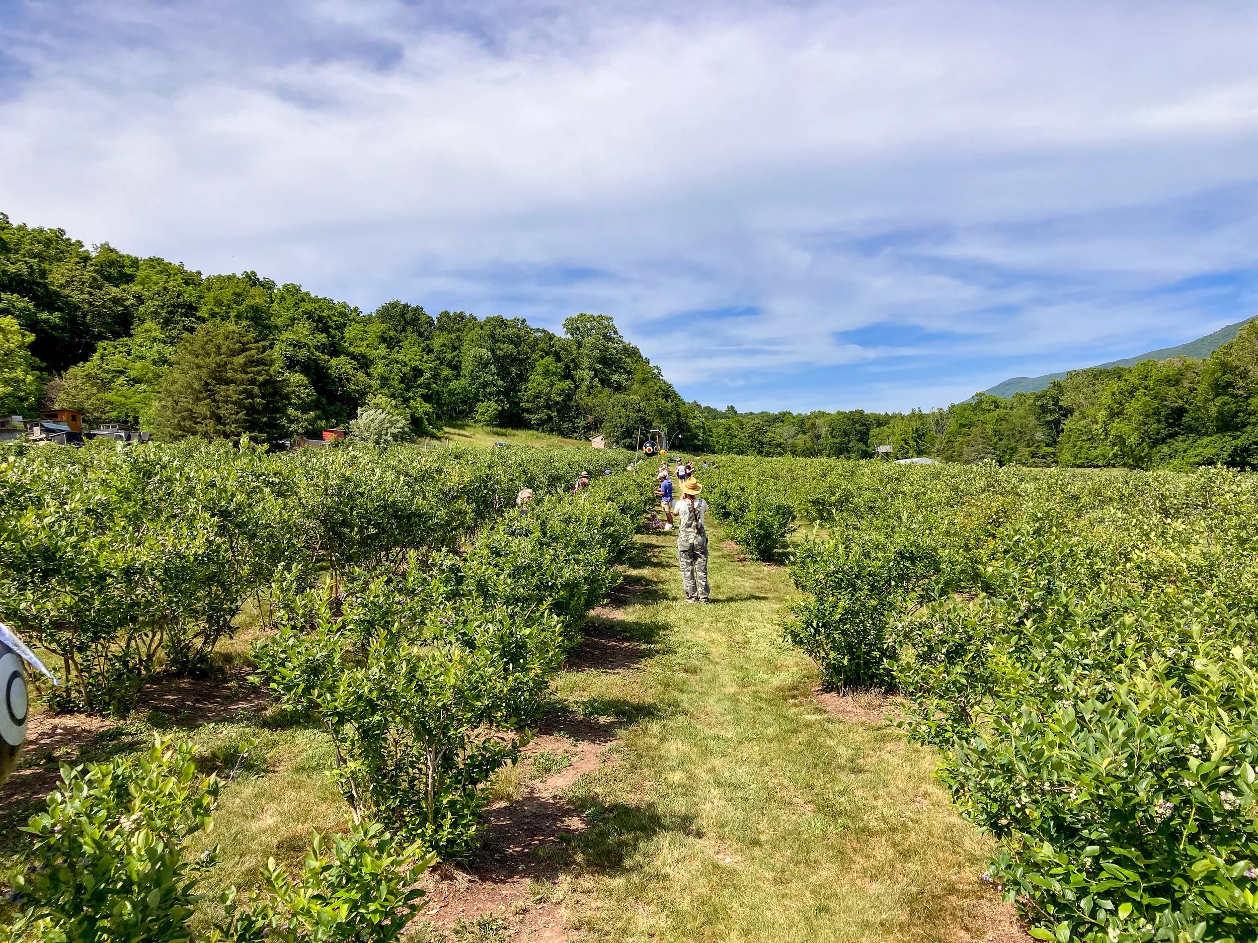 A group of people picking blueberries at an orchard, with green trees and hills in the background on a sunny day.