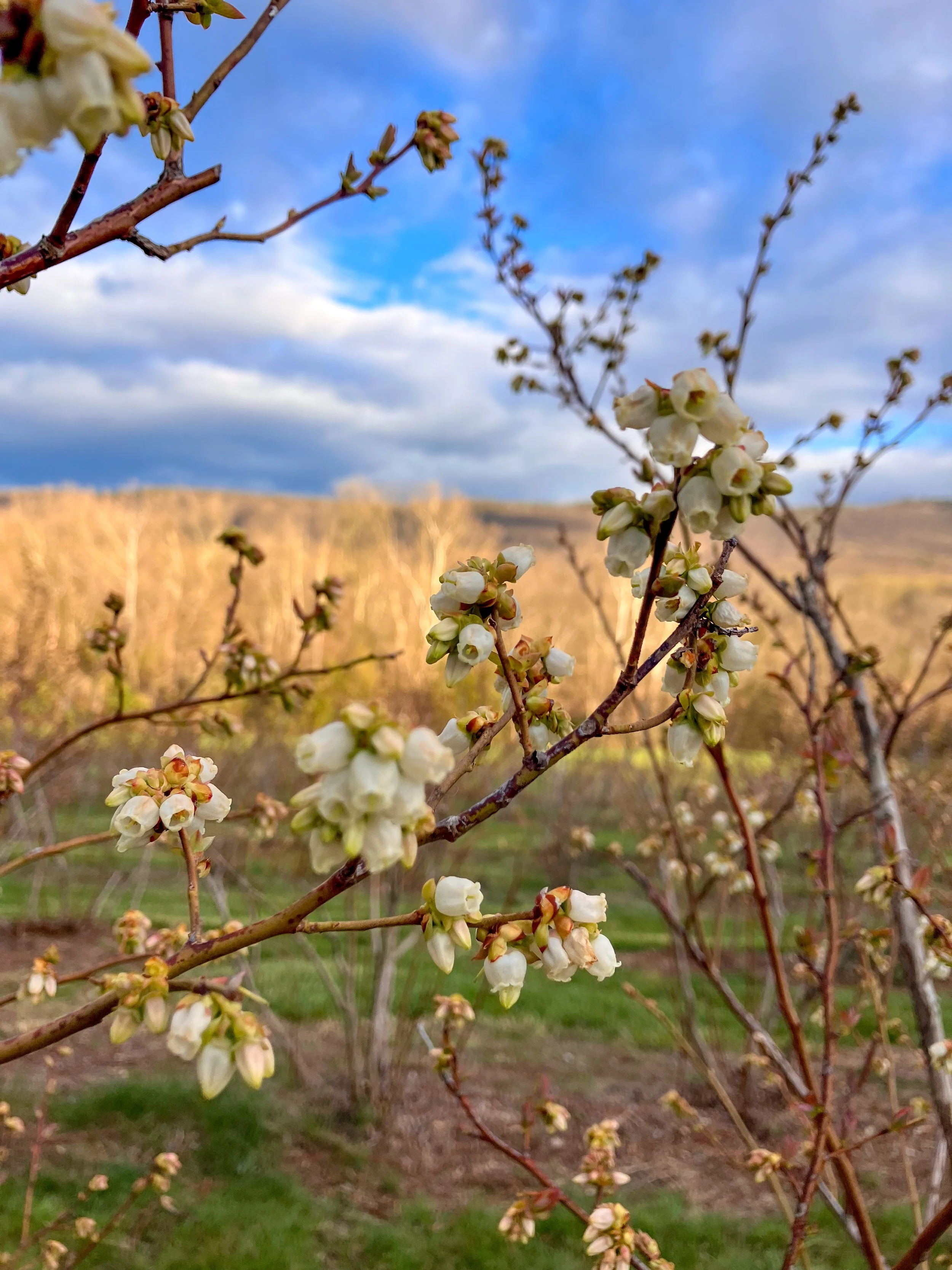 Close-up of blooming white flowers on a bush with a rural landscape and blue partly cloudy sky in the background.