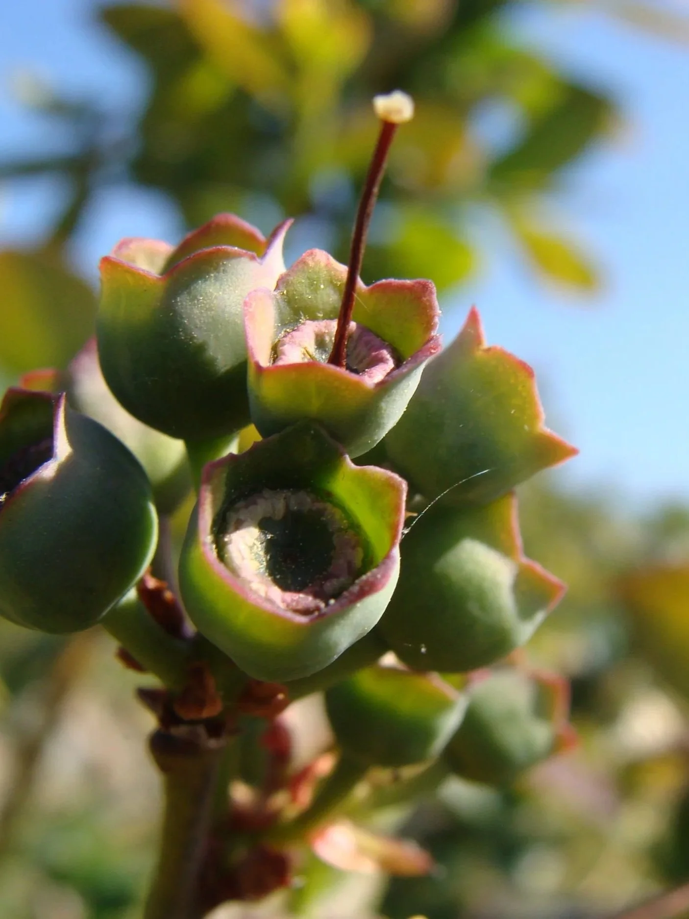 A close-up photo of blueberry buds.