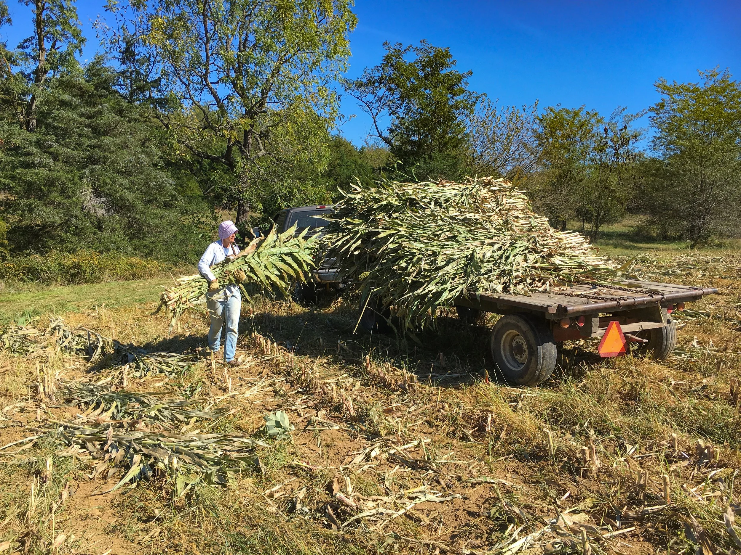 A person loading harvested sorghum on a flatbed trailer in an open field with trees and blue sky in the background.