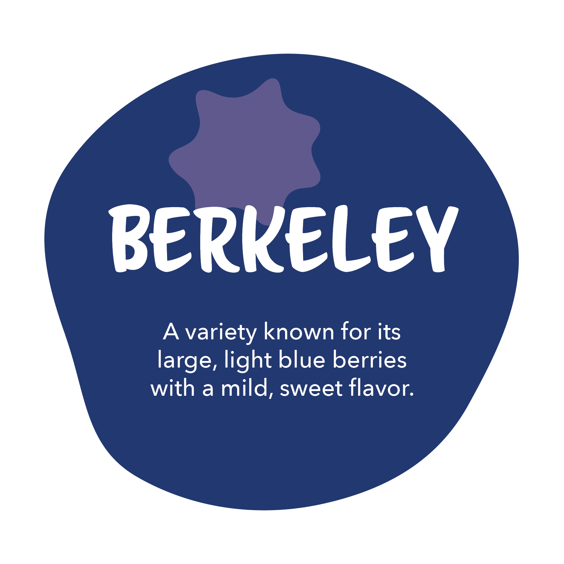 Berkeley - A variety known for its large, light blue berries with a mild, sweet flavor.