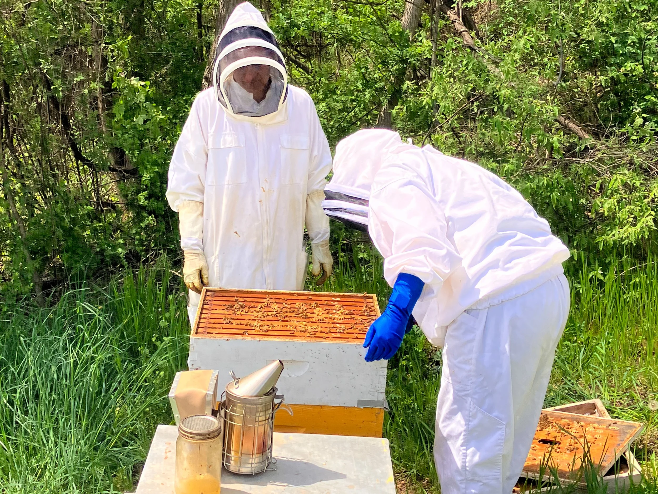 Two people wearing beekeeping suits inspect a beehive.