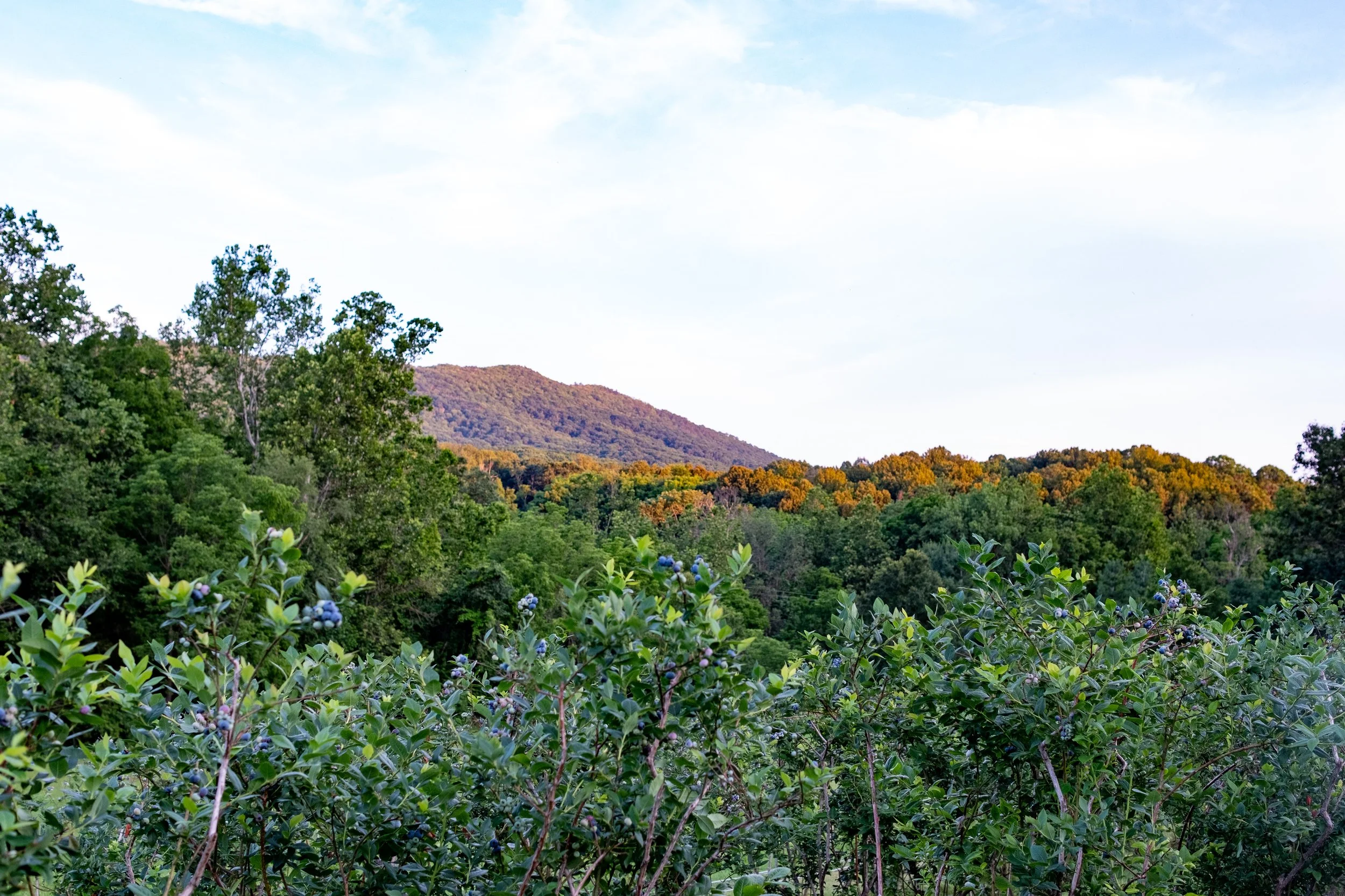 A scenic view of rolling hills covered in dense green forest with a mountain in the background under a partly cloudy sky.
