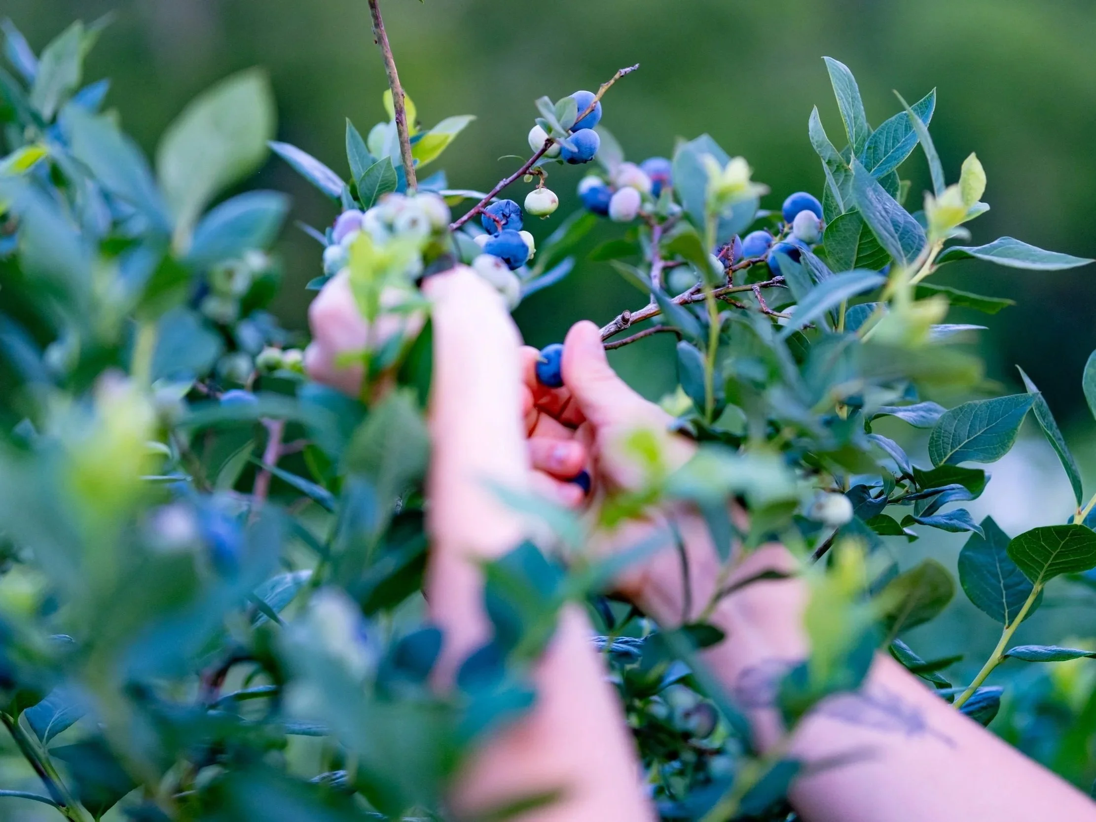 A close-up of hands picking blueberries off of a bush.
