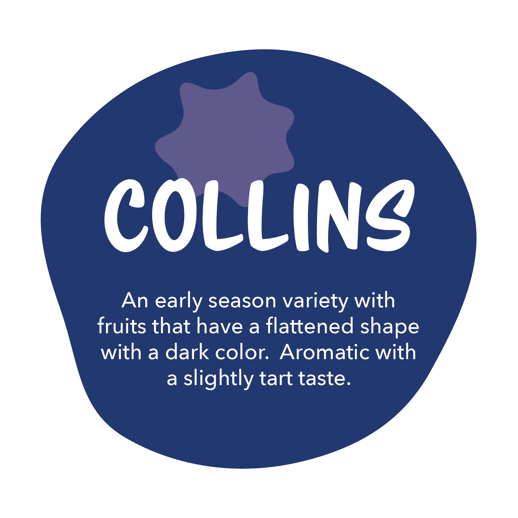 Collins - An early season variety with fruits that have a flattened shape with a dark color.  Aromatic with a slightly tart taste.