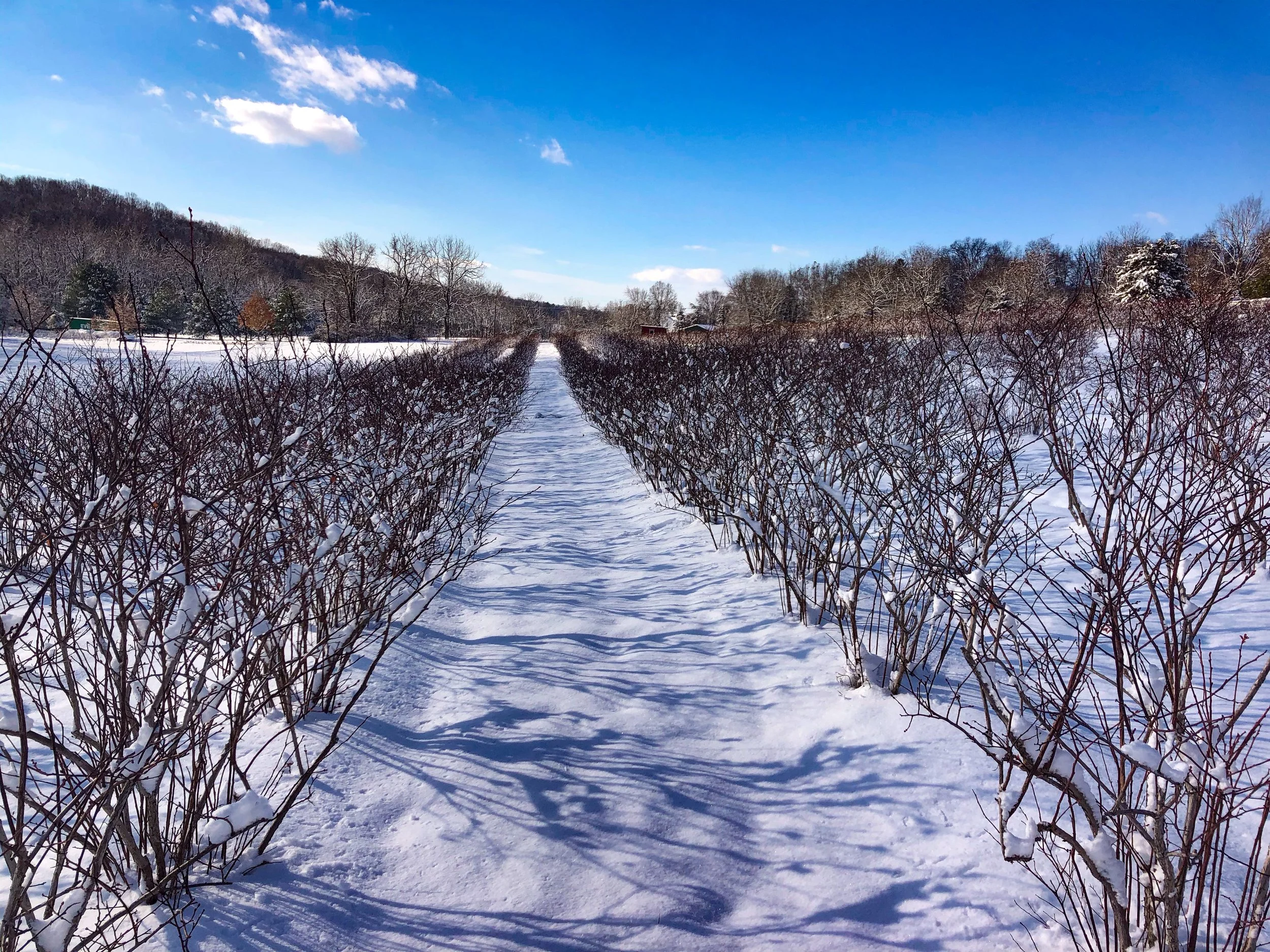Snow-covered pathway between rows of leafless bushes in a winter landscape with trees and hills under a blue sky.