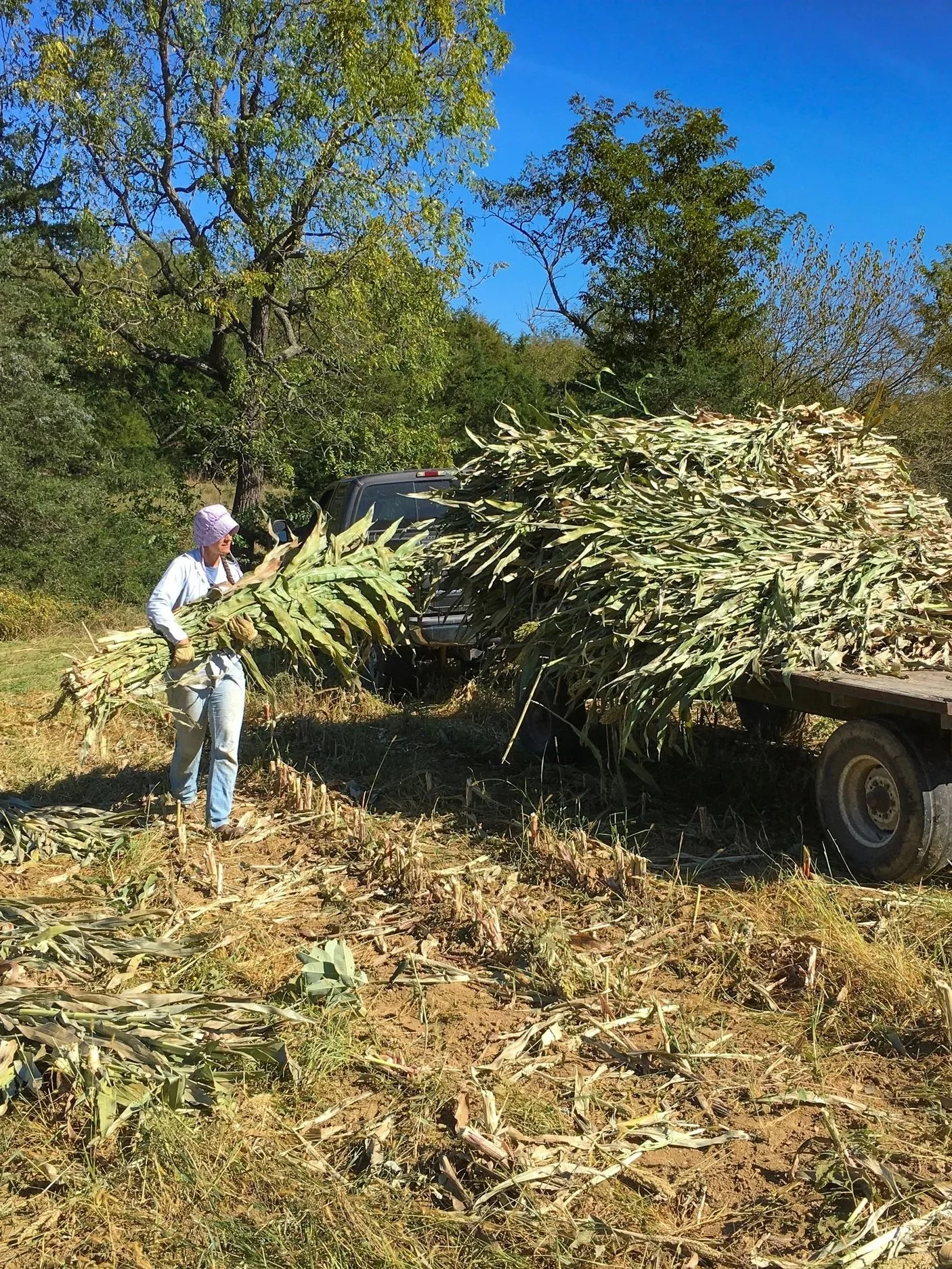 A person loads harvested sorghum onto a trailer.
