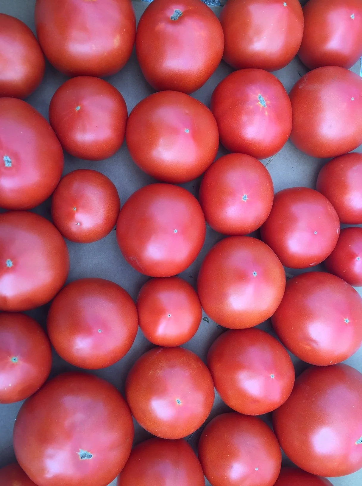 Red tomatoes arranged on a table.