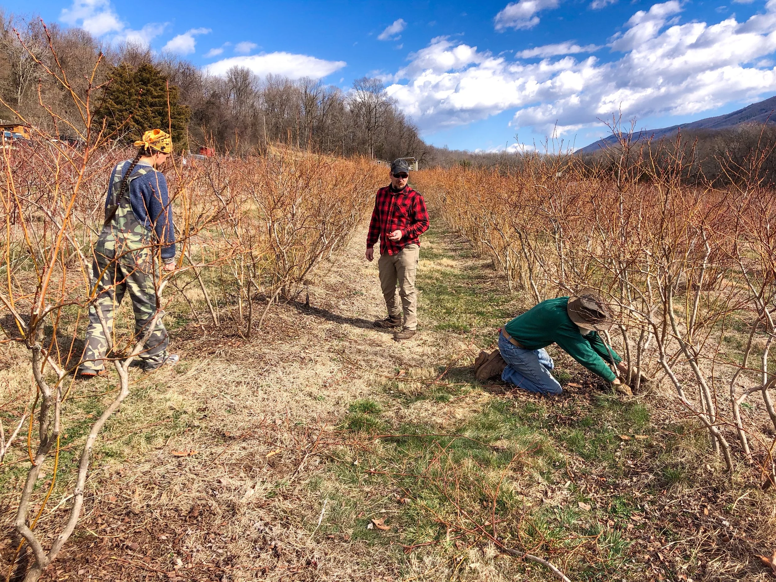 Three people working in a vineyard on a sunny day, with a hillside and cloudy sky in the background.