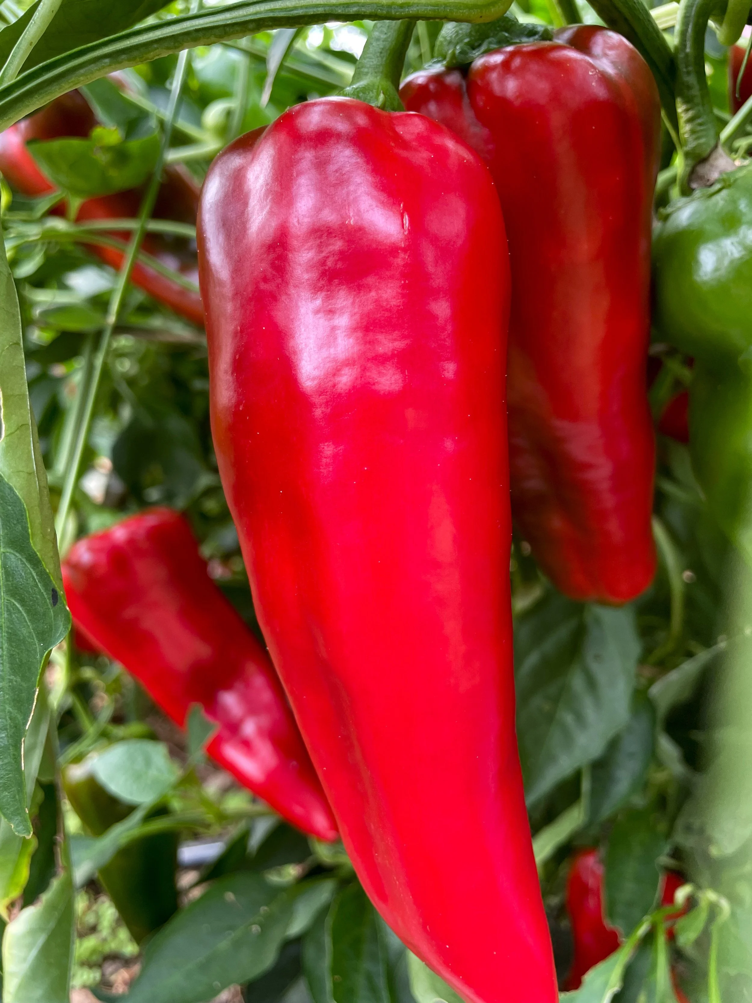 A close-up photo of red sweet peppers.