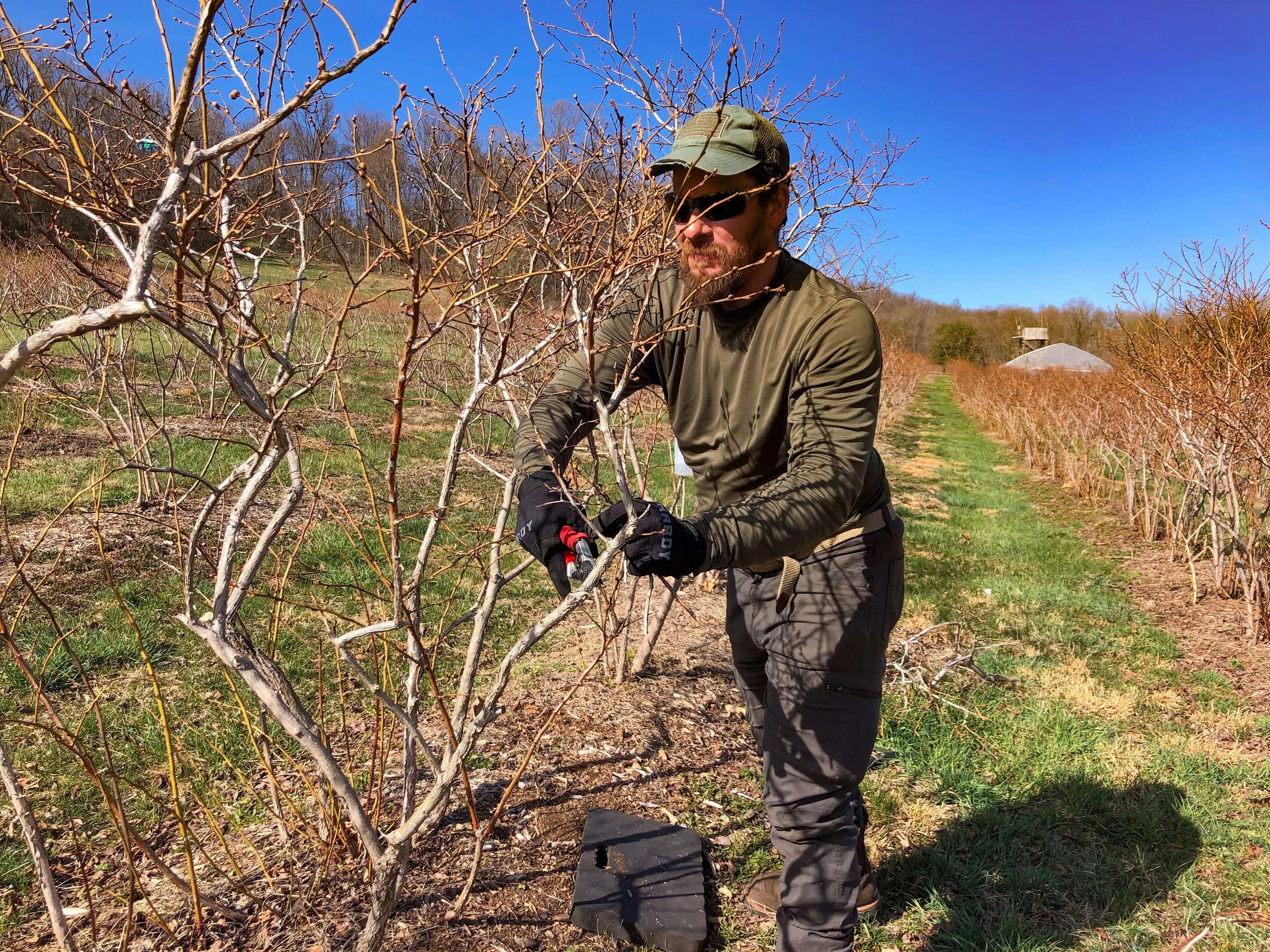 A man pruning a dormant blueberry bush in an orchard on a clear, sunny day. The orchard has rows of bushes, with a grassy path between them.