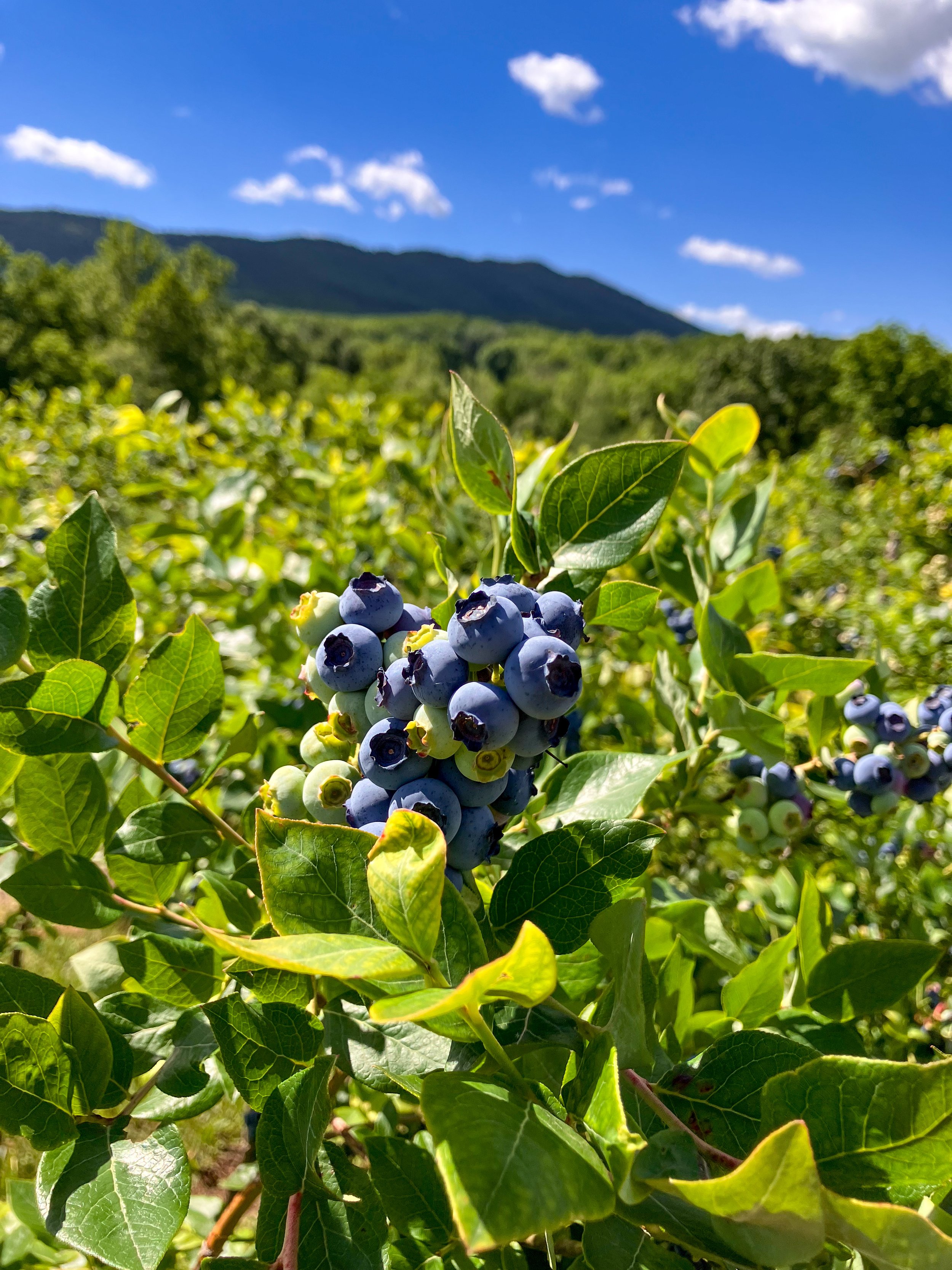 A close-up of ripe blueberries on a bush at a blueberry farm, with green leaves, a blue sky with clouds, and mountains in the background.