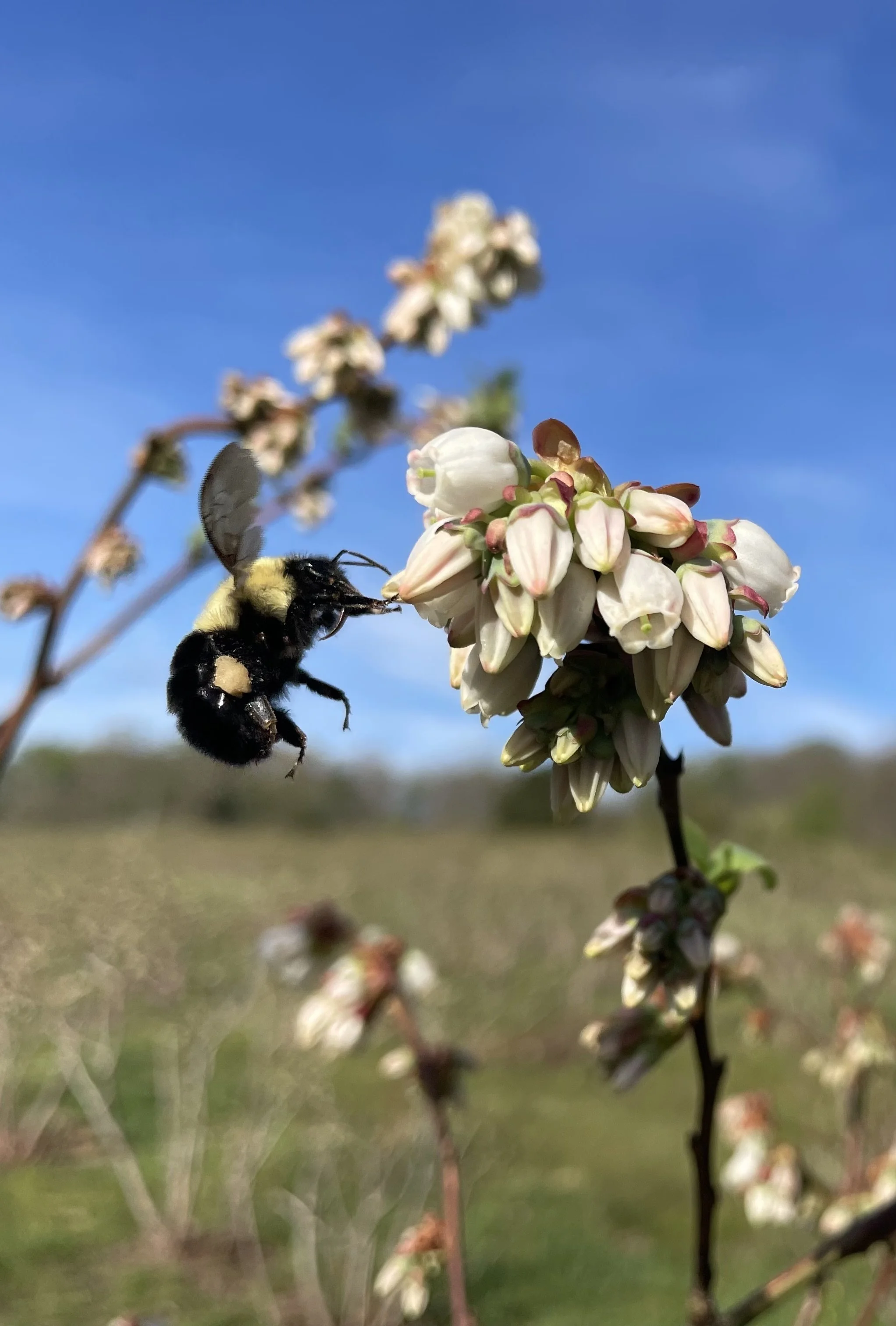 A bumblebee collects nectar from small white and pink flowers on a bush in a field with clear blue sky background.