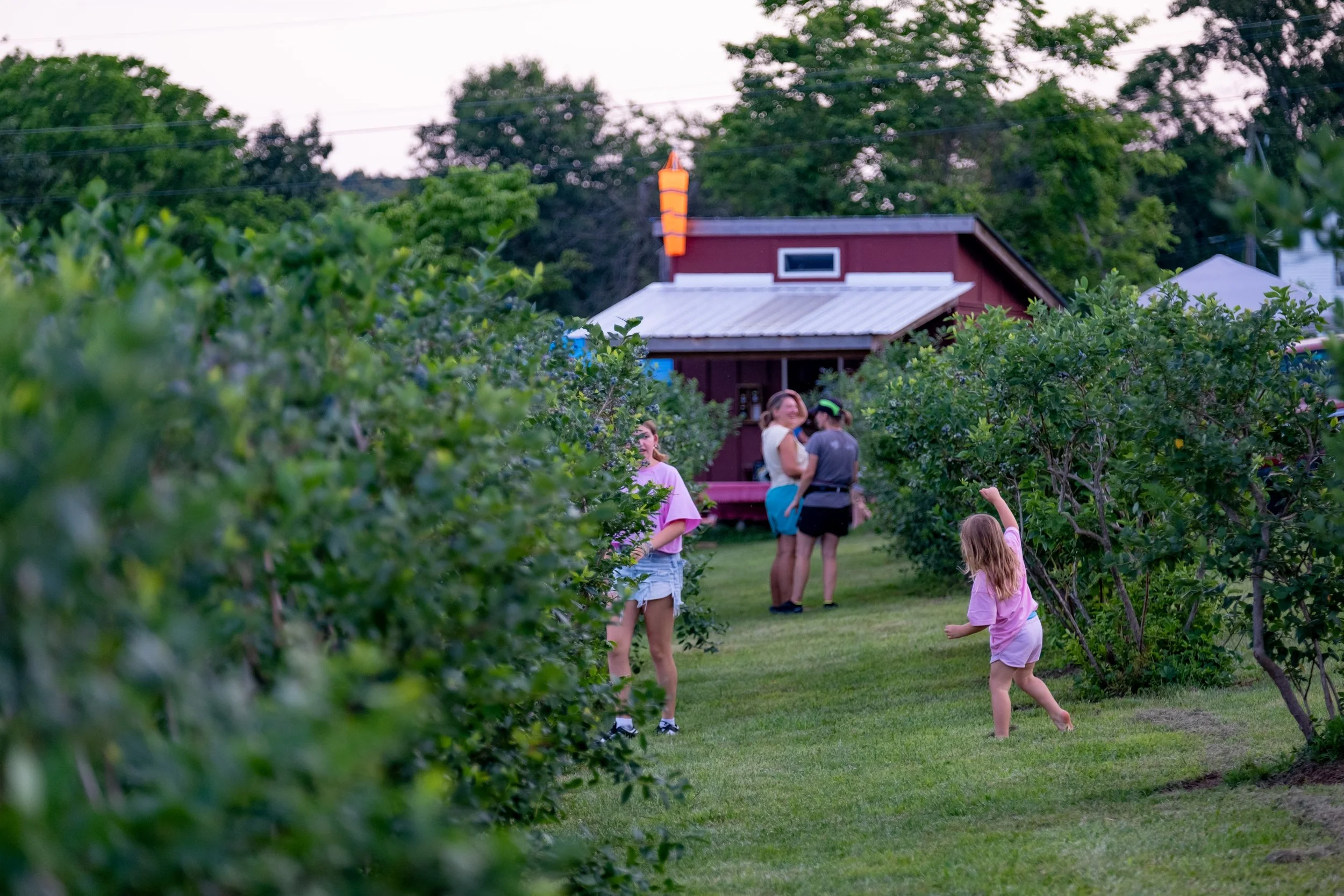 Children and adults at a blueberry farm, picking berries and enjoying outdoor activity.