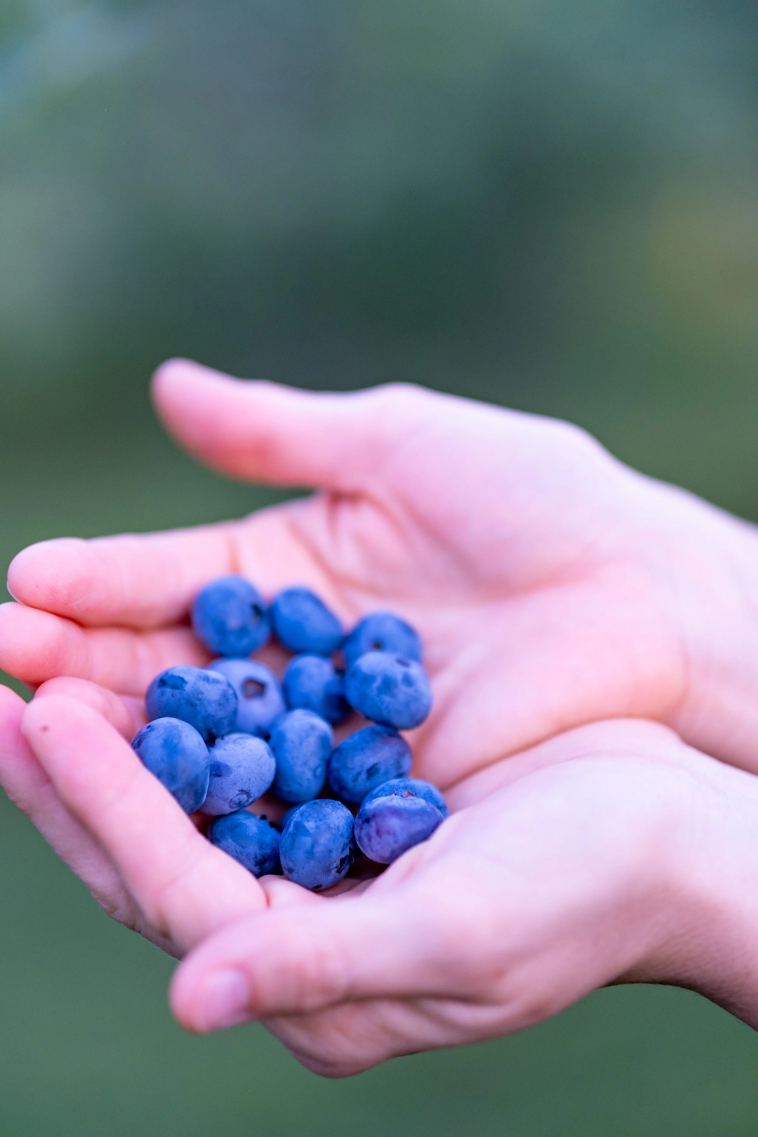 A person's hand holding a bunch of ripe blueberries.