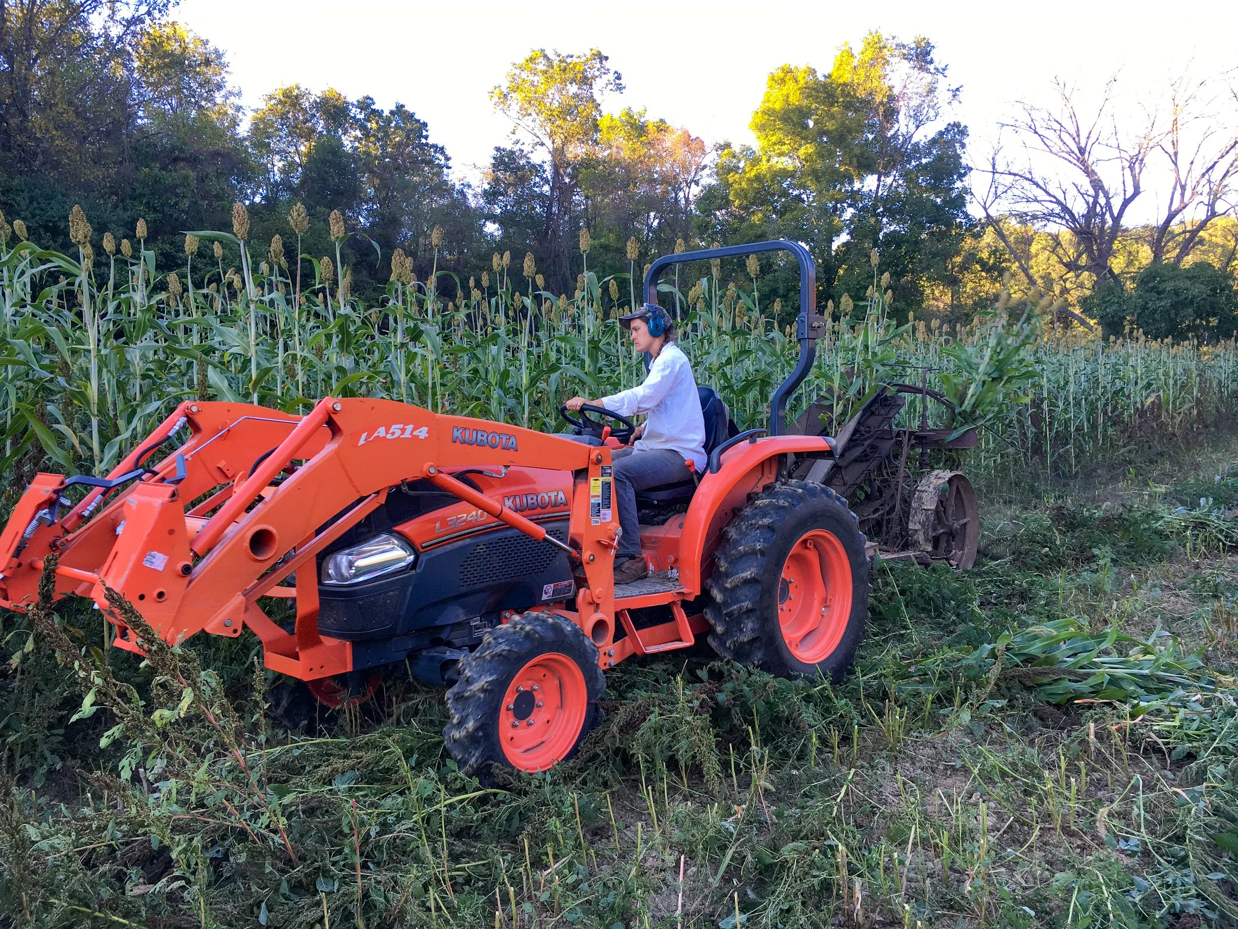 A person uses an orange Kubota tractor to harvest sorghum.