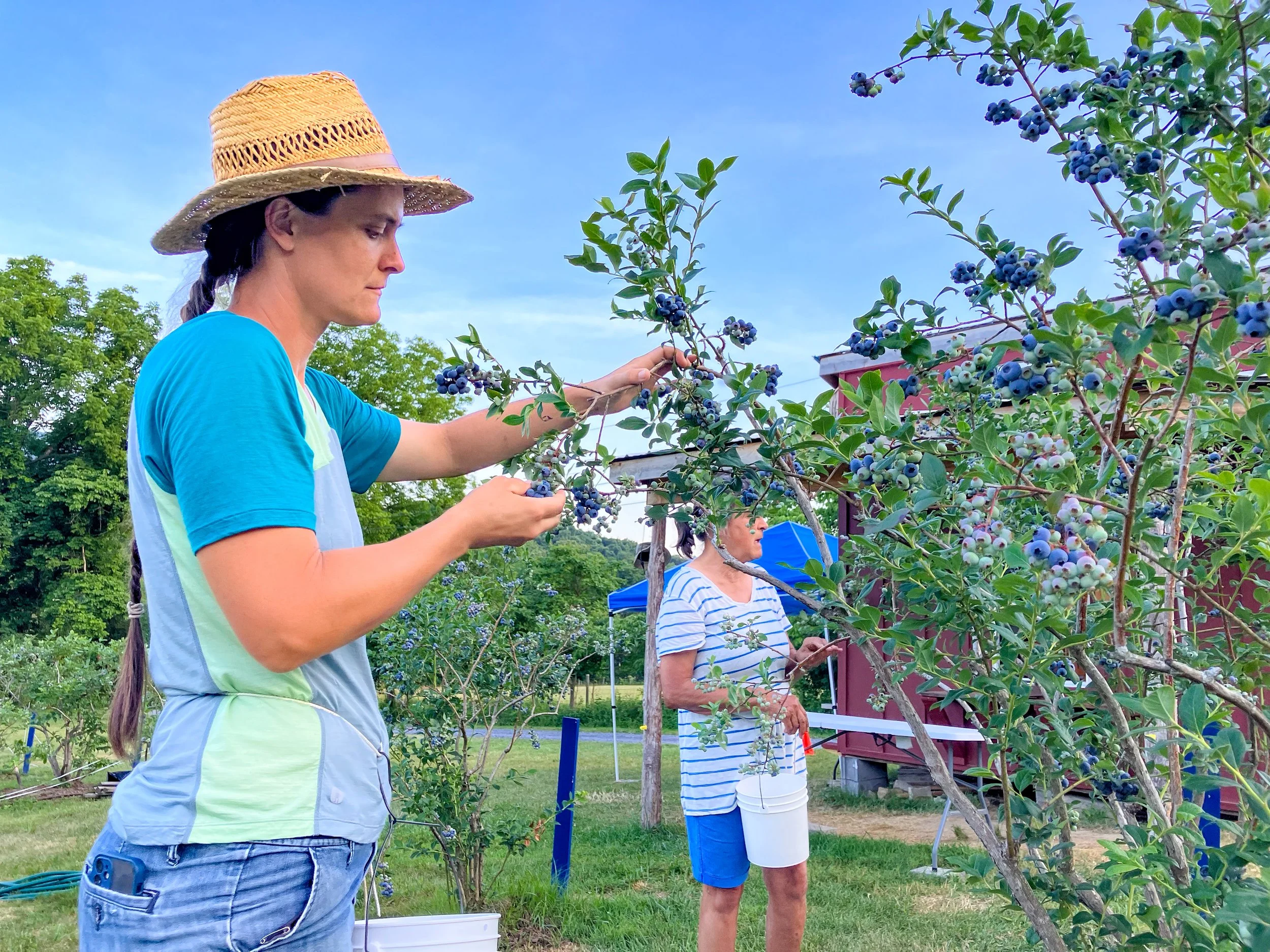 Two women pick blueberries on a farm amidst green trees, with one woman in a straw hat and the other woman in a striped shirt holding a white bucket.