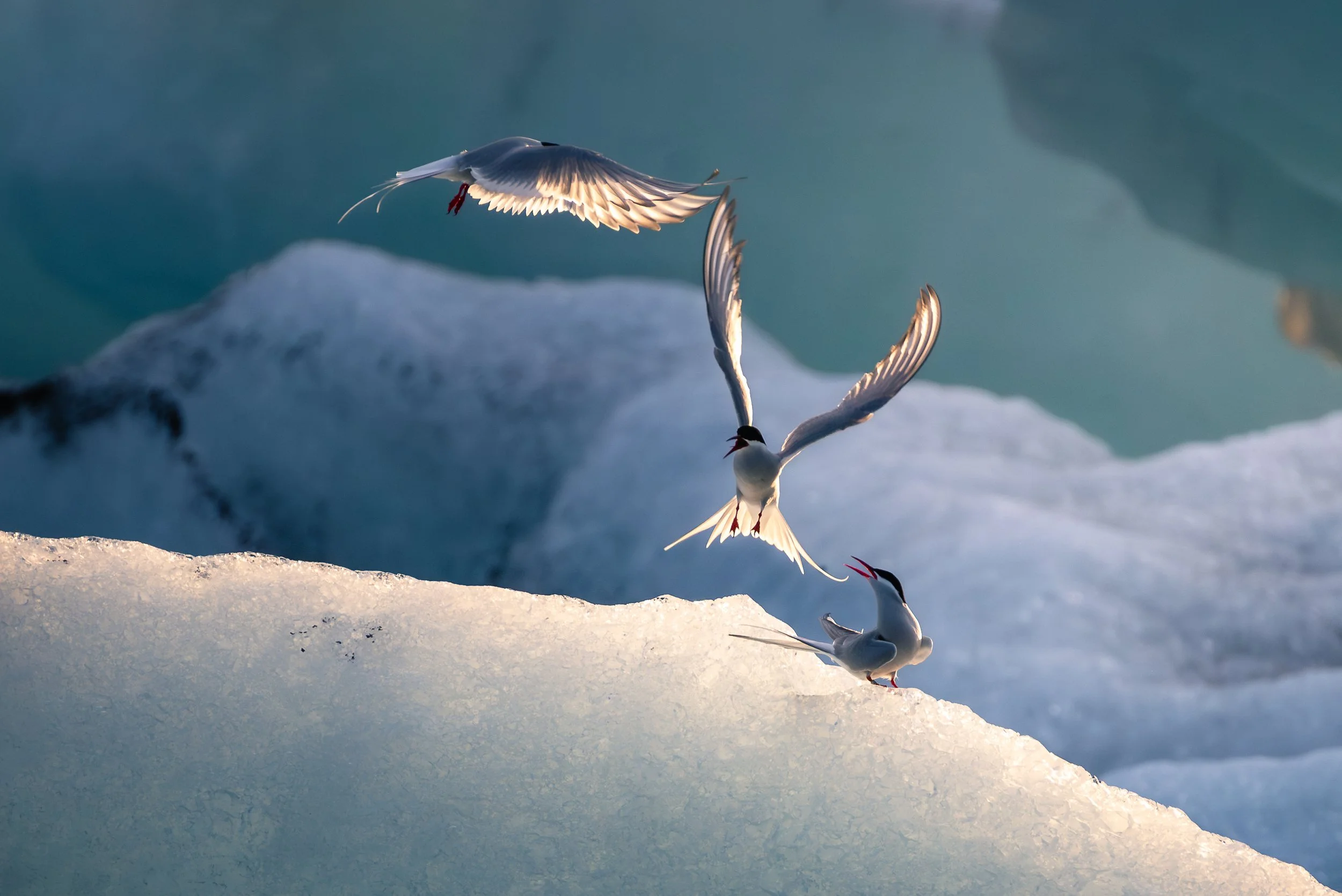 Three seabirds with white bodies, black masks, and red beaks interacting on a snowy or icy surface near water, with some flying and one perched.