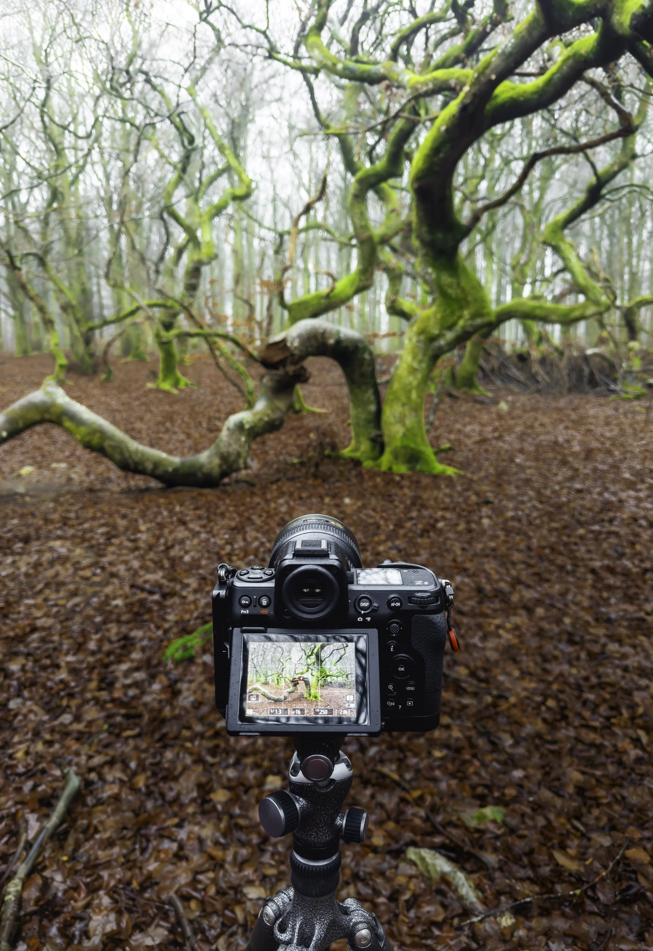 Camera on tripod capturing twisted, moss-covered tree in a foggy, leaf-covered forest.
