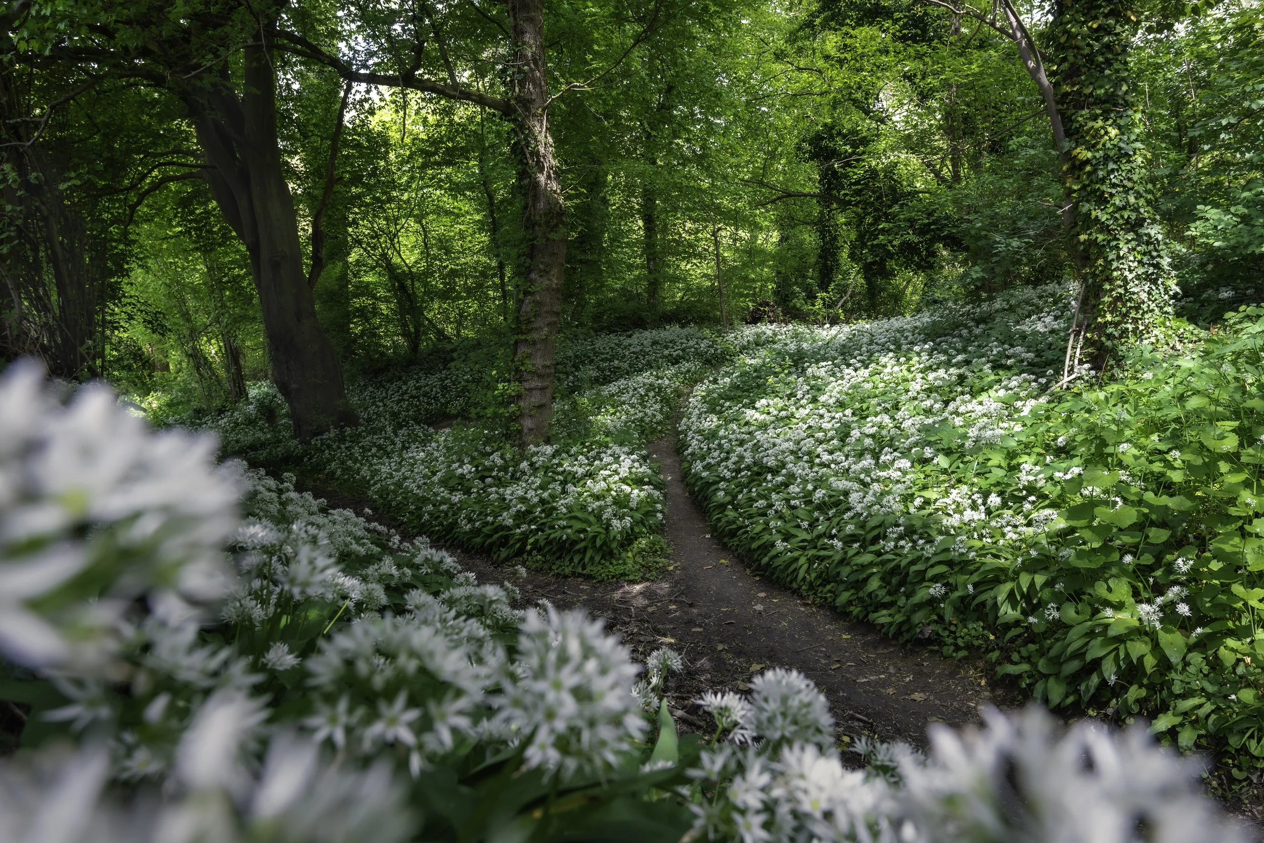 A lush green forest with a narrow dirt path winding through dense foliage. The area is filled with numerous white flowering plants and tall trees with thick trunks, creating a peaceful, natural scene.