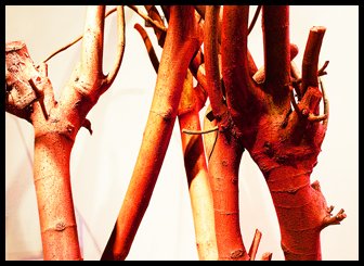 dia DSC06056 03 sat final.jpg