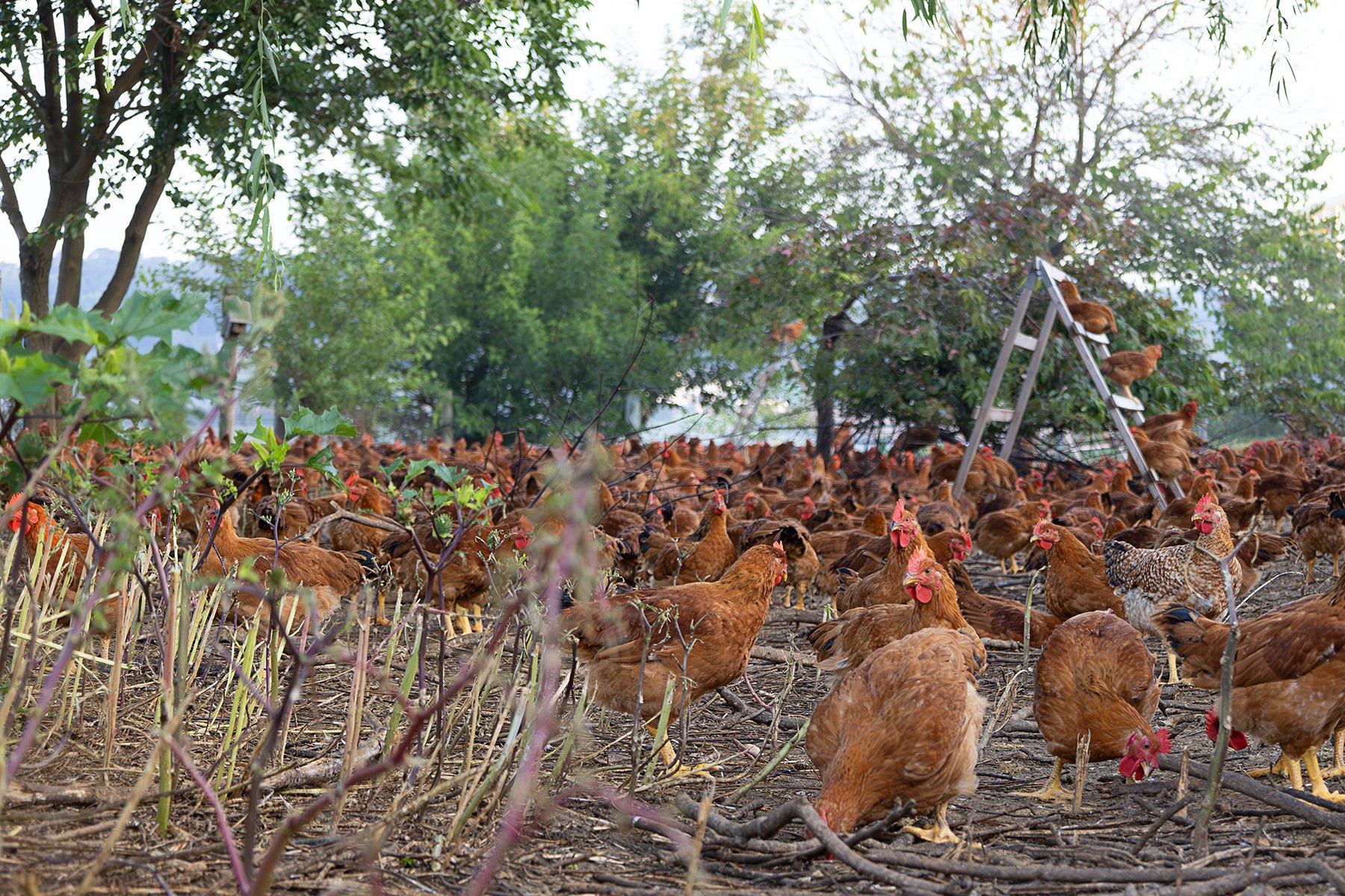 LaBellePatrimoine-ChickenPasture-02 copy.jpg