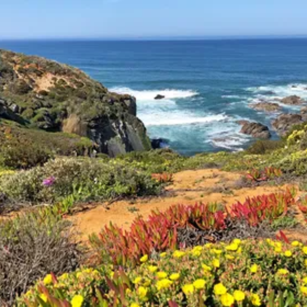 Coastal landscape with rocky cliffs, ocean waves, and colorful coastal vegetation