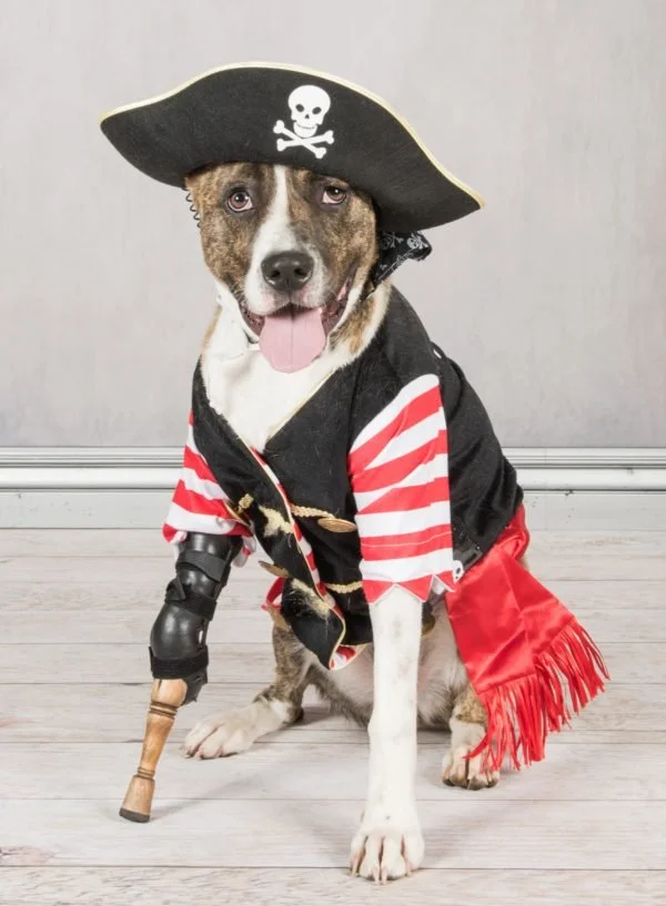 Keating, an amputee therapy dog with a prosthetic leg, visits many in the Mid-Ohio Valley