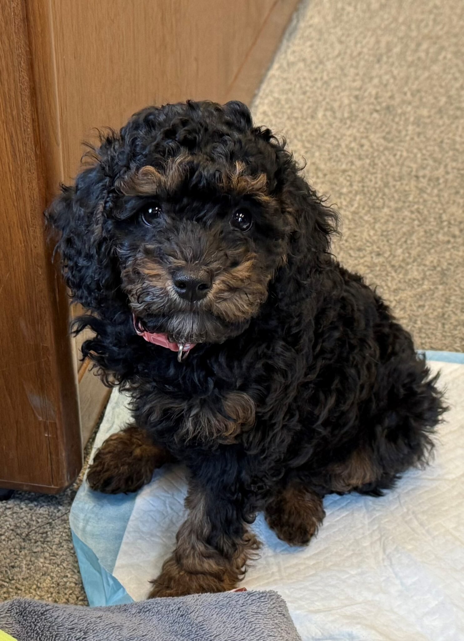 Meet Piper, Our Three-Legged Therapy Dog