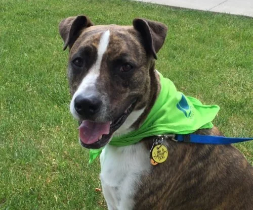 Keating Aces Test as Certified Therapy Dog