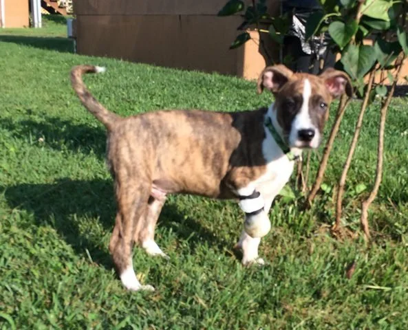 Keating fetches the ball sporting his prosthetic leg at 13 weeks old