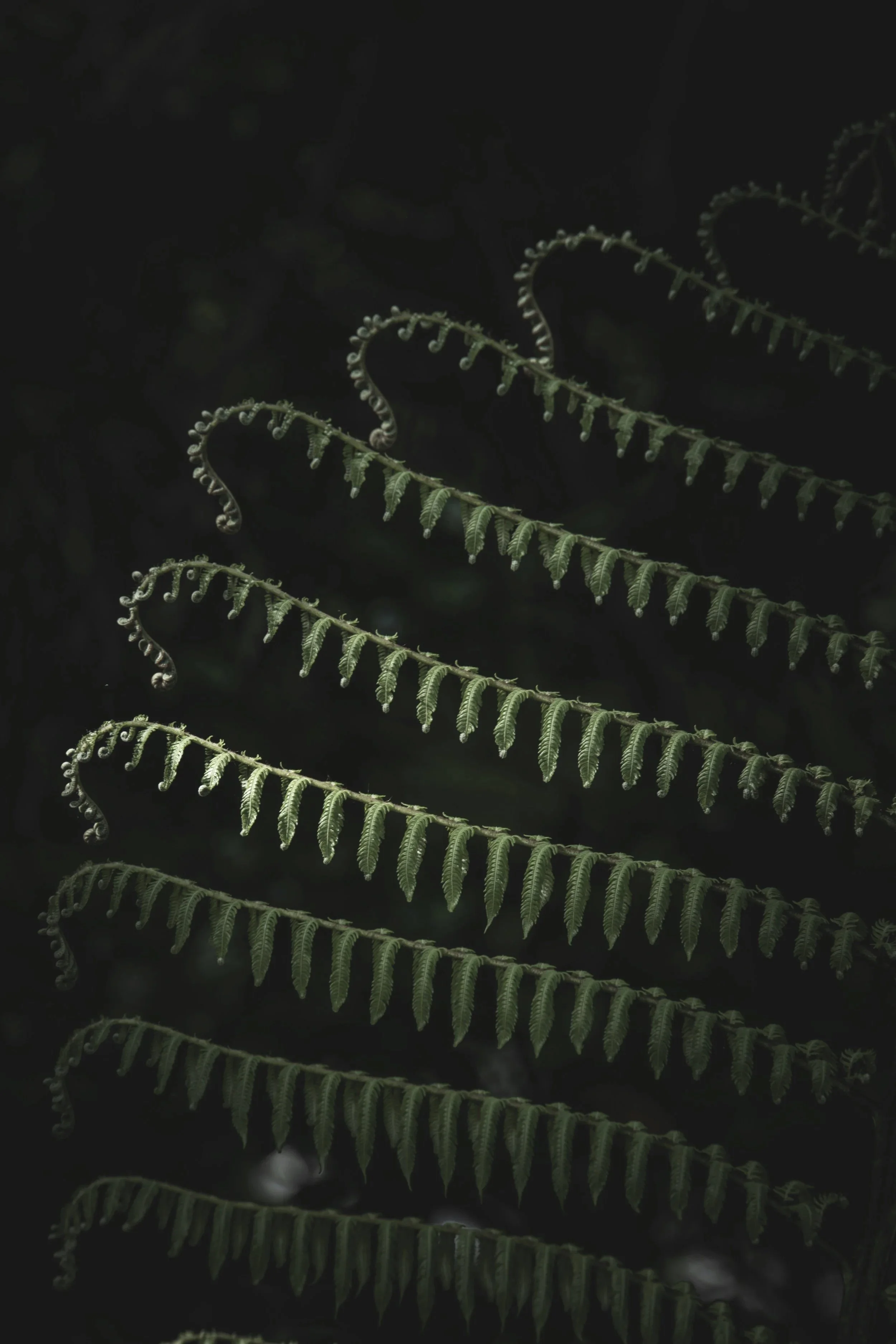 Artistic green plant