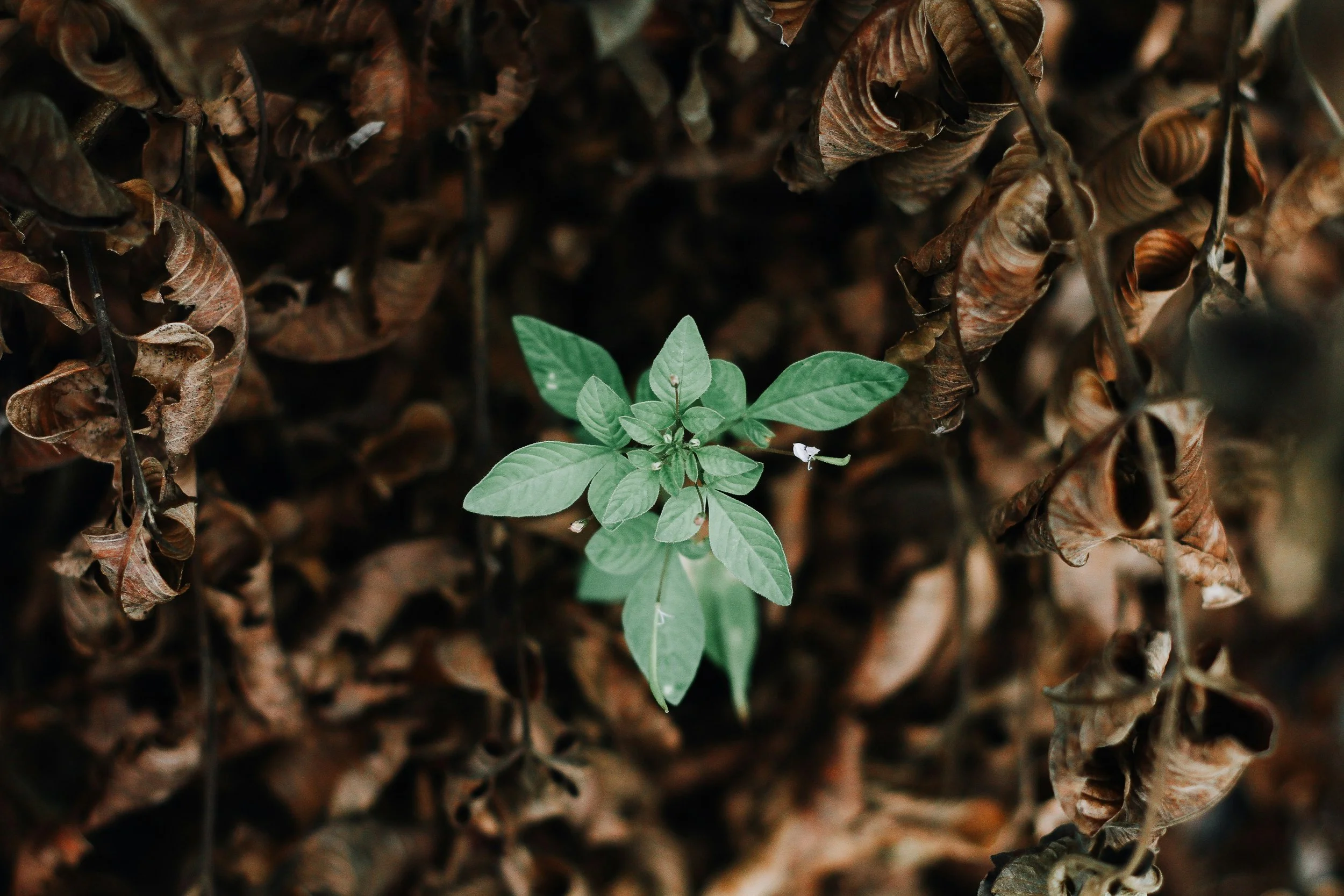 Growth Equity Is Not Venture Capital