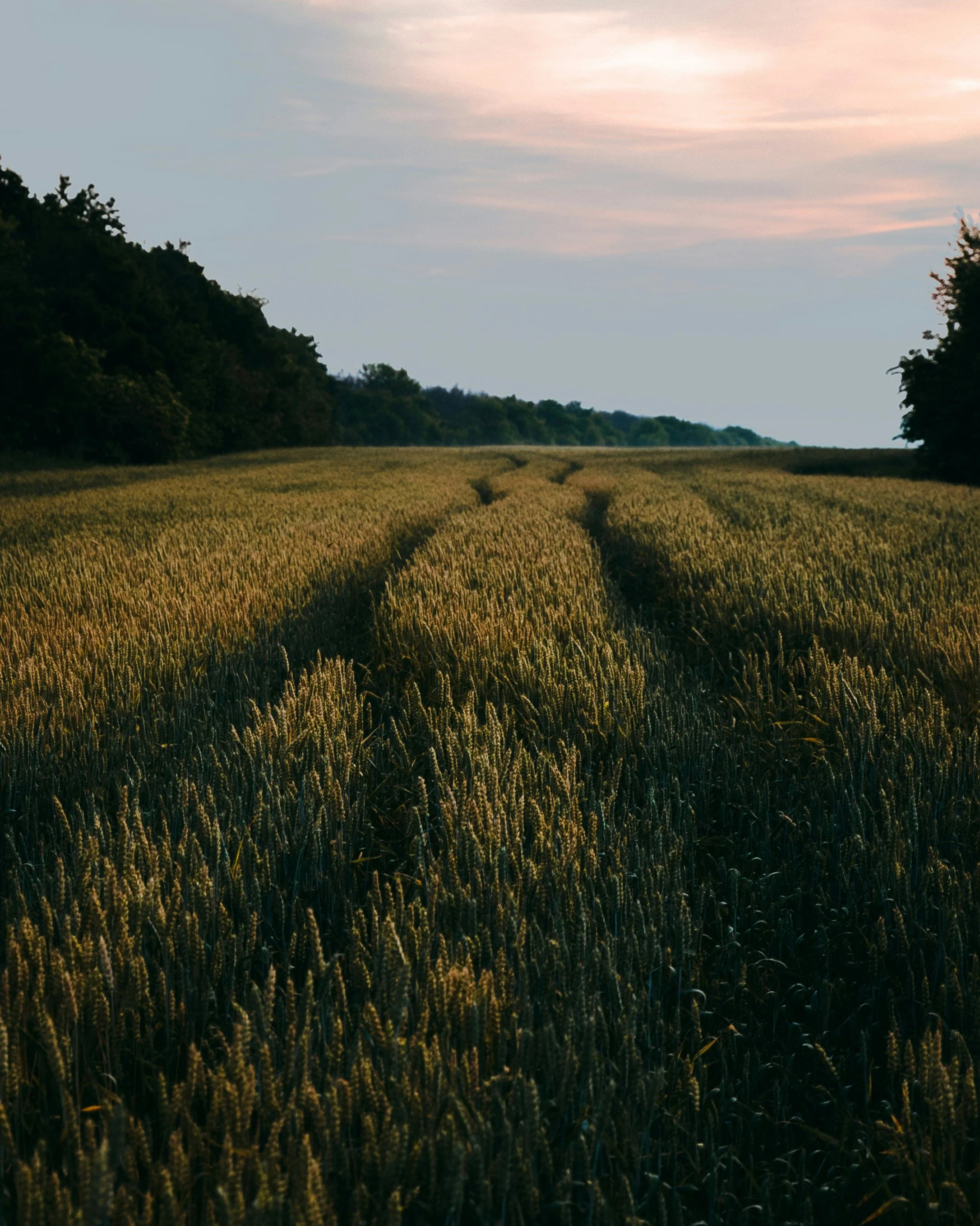 Field with paths cut through